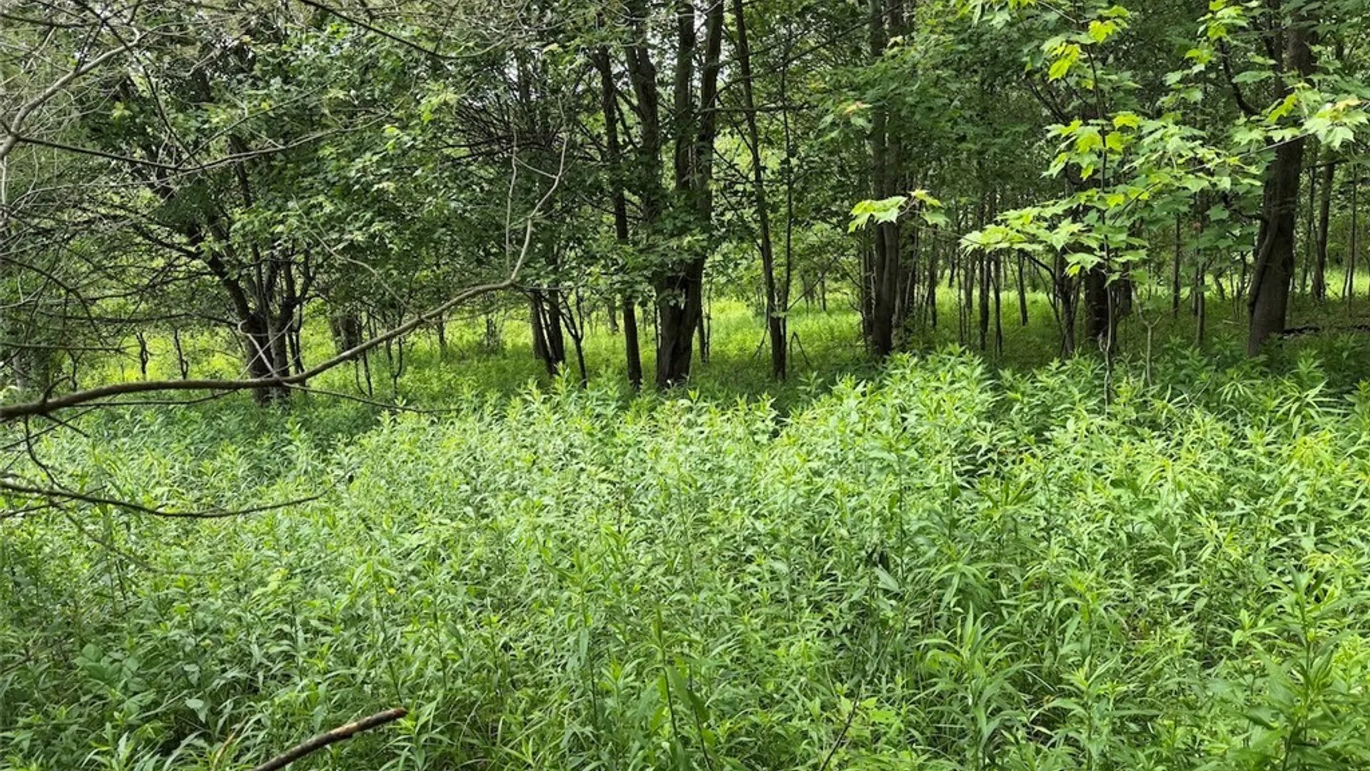 Property at Reynolds Road, Franklinville, NY 14737 29