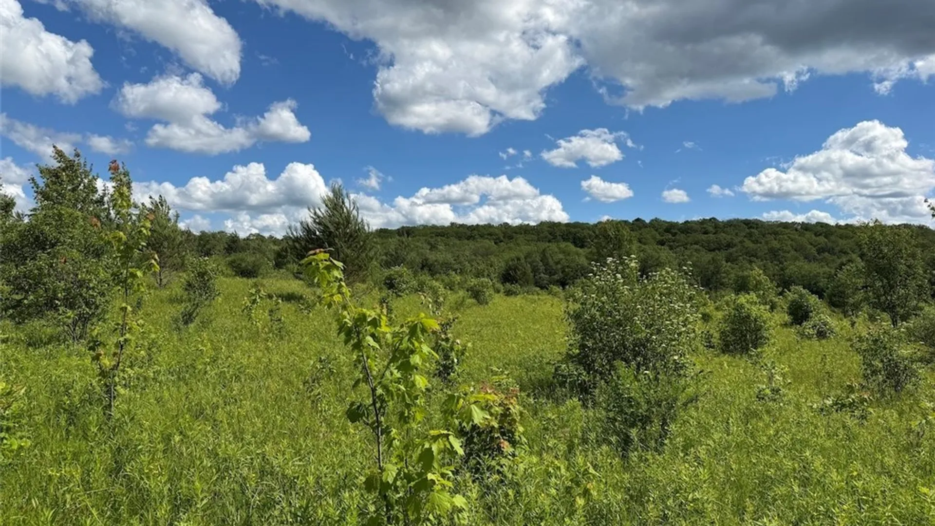 Property at Reynolds Road, Franklinville, NY 14737 31