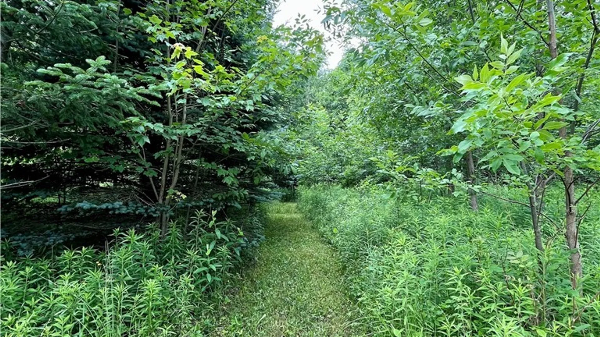 Property at 13657 Mc Gibbon Road, Sterling, NY 13156 14