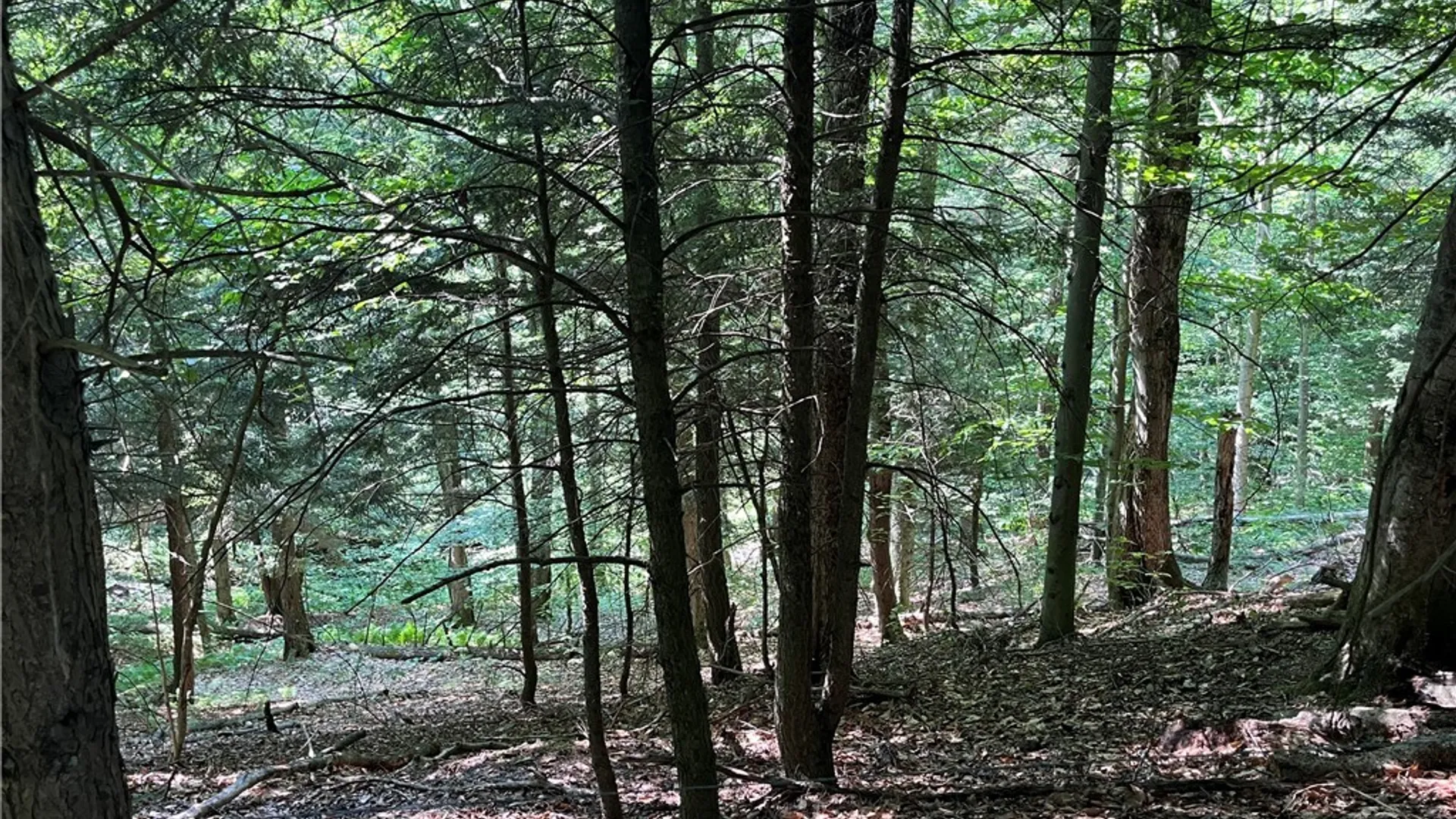 Property at Center Road, Sandy Creek, NY 13083 19