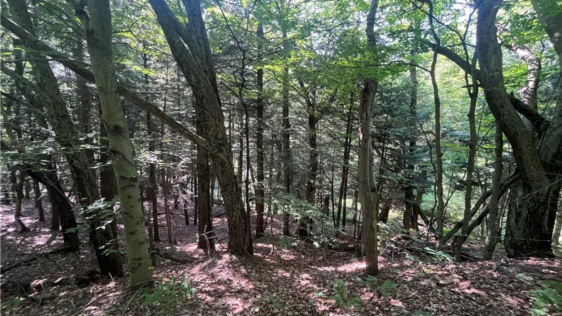 Property at Center Road, Sandy Creek, NY 13083 21