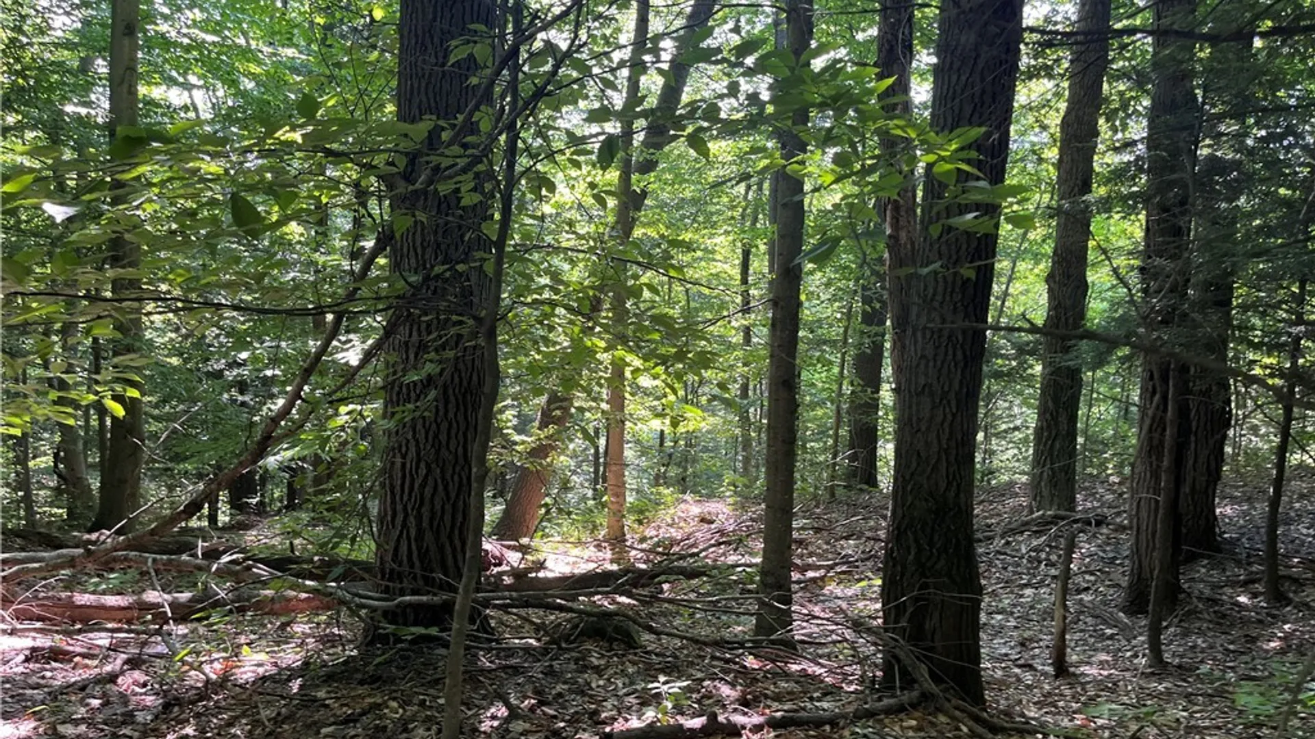 Property at Center Road, Sandy Creek, NY 13083 4