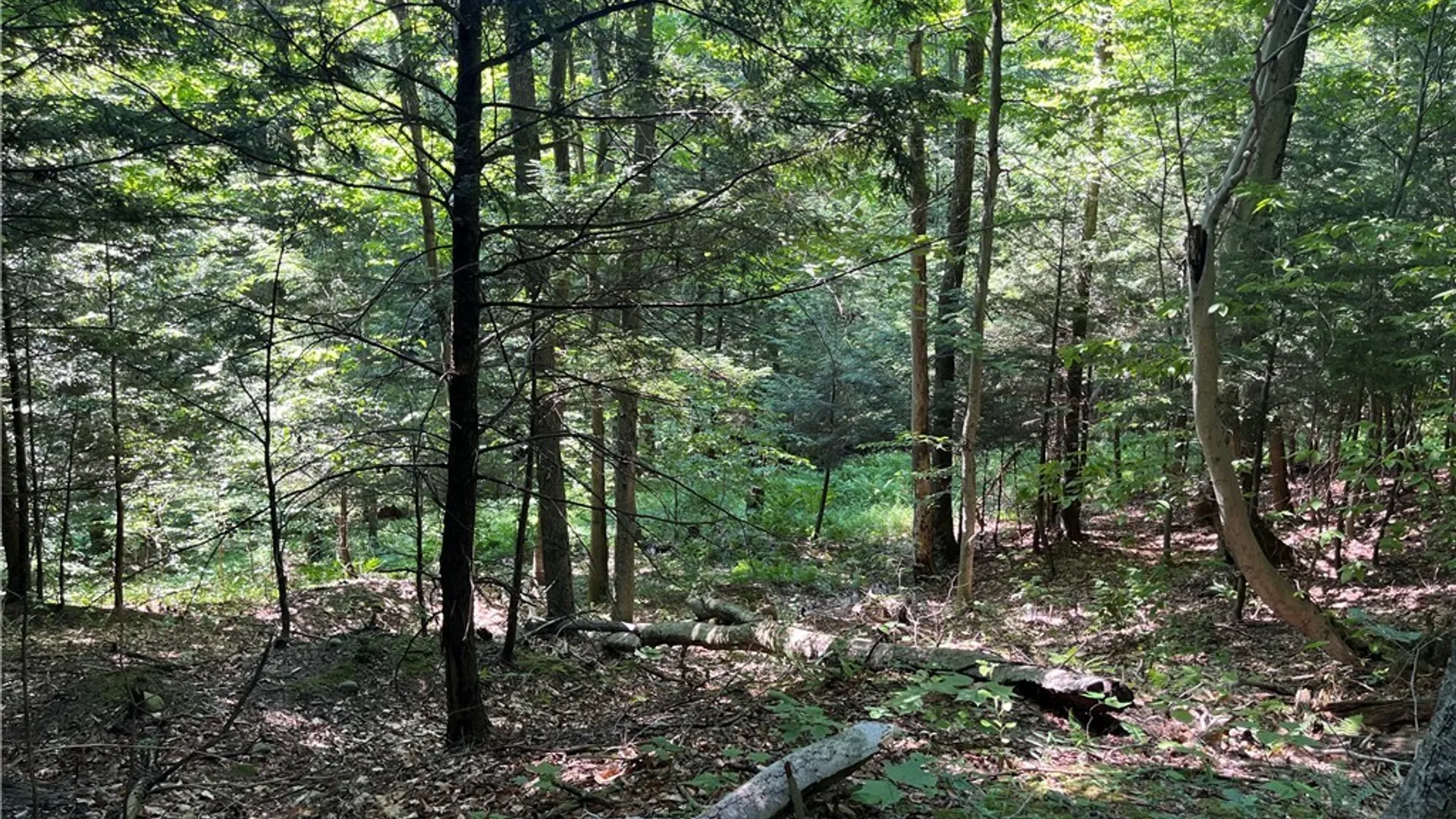 Property at Center Road, Sandy Creek, NY 13083 7