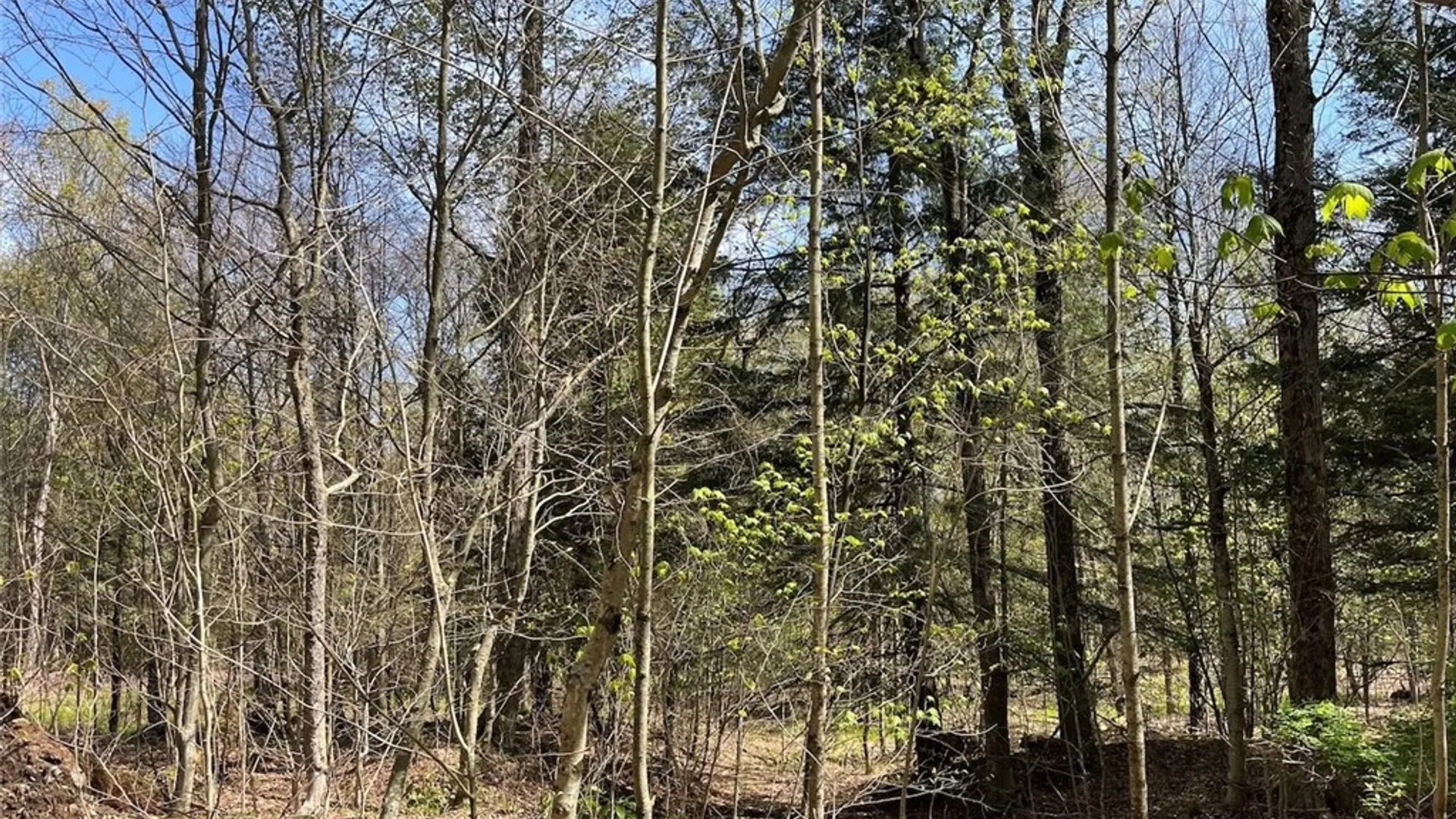 Property at 106 Road, Alma, NY 14708 11