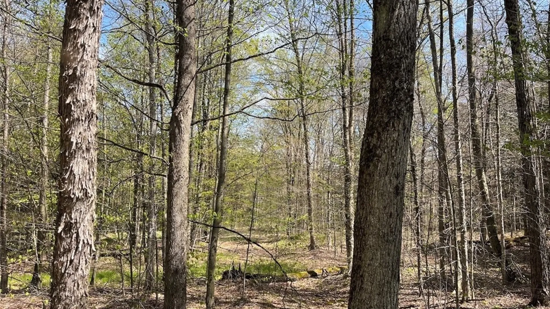 Property at 106 Road, Alma, NY 14708 7