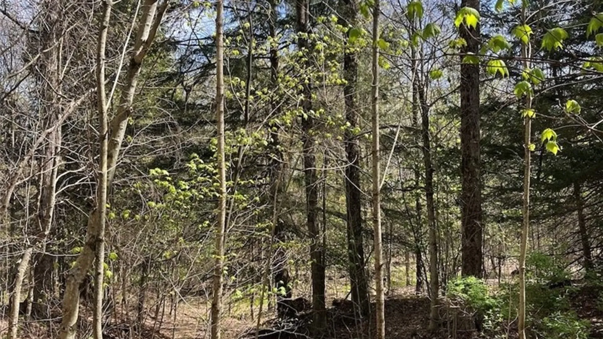 Property at 106 Road, Alma, NY 14708 8