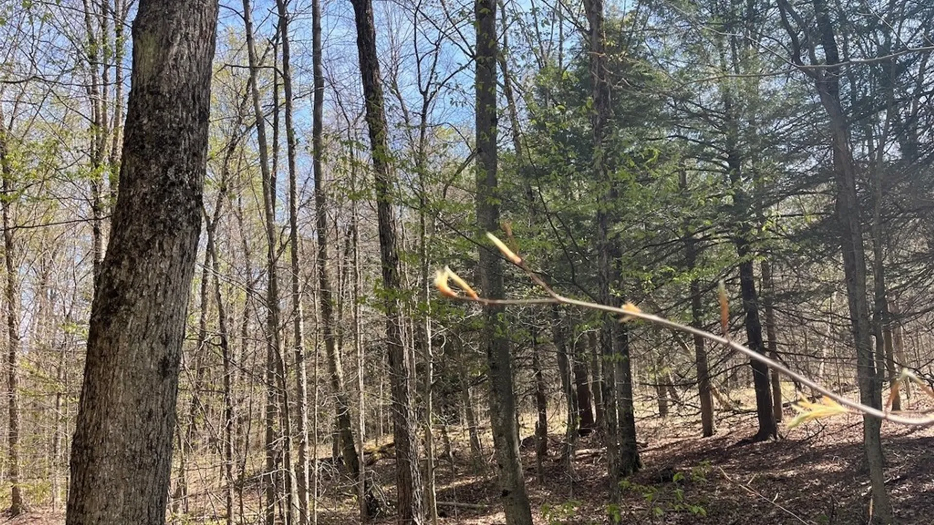 Property at 106 Road, Alma, NY 14708 9