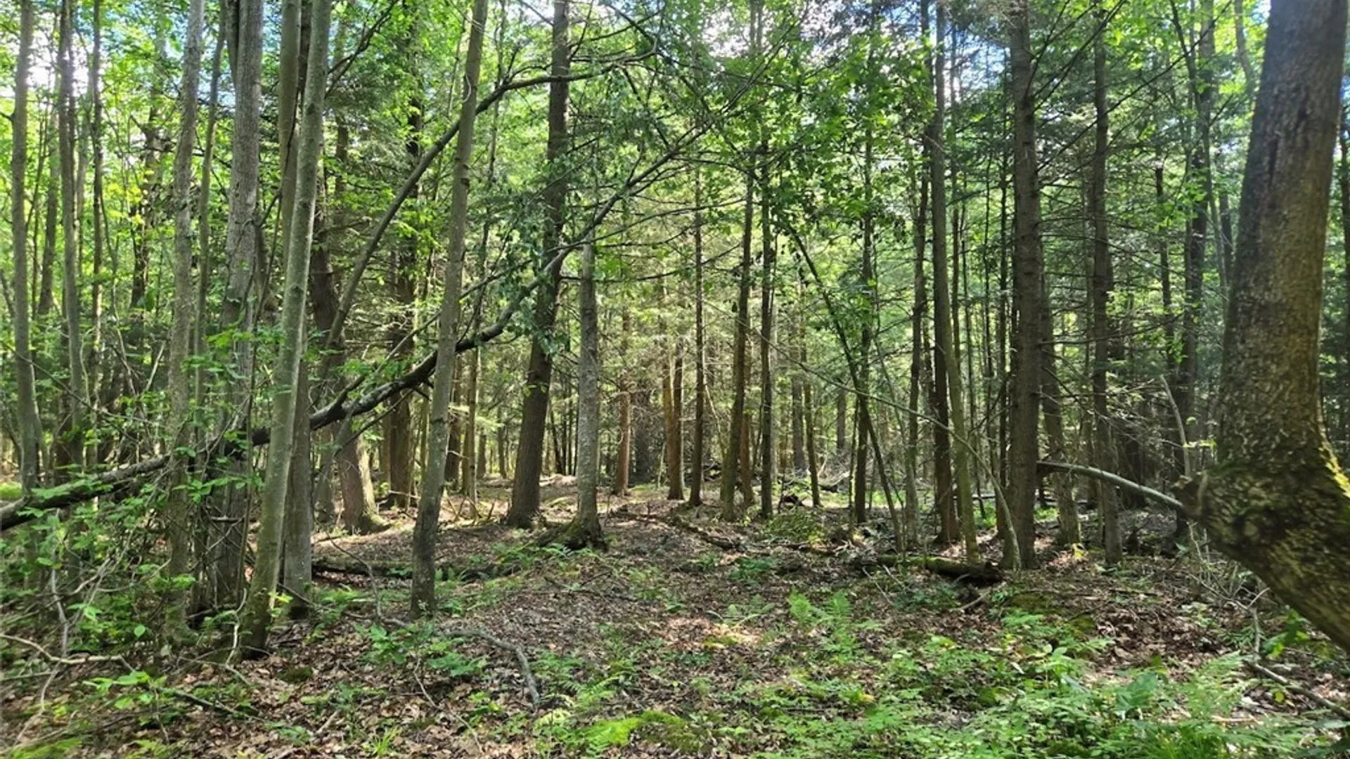 Property at 7988 Dowd Road, Pike, NY 14735 23