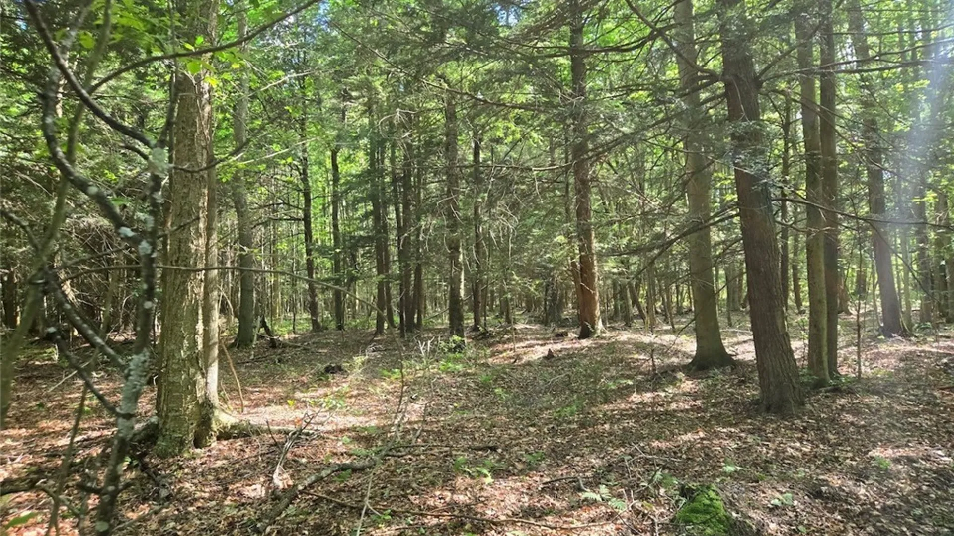 Property at 7988 Dowd Road, Pike, NY 14735 27