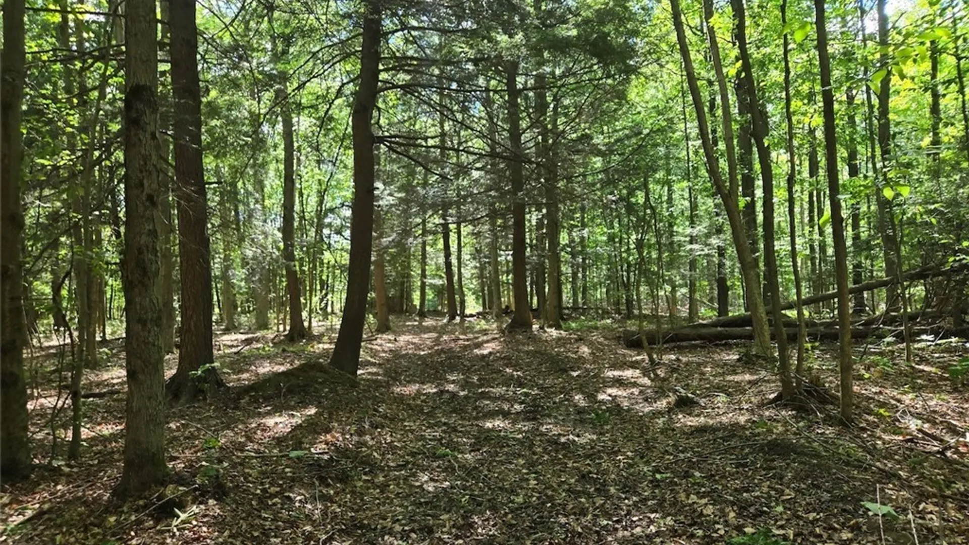 Property at 7988 Dowd Road, Pike, NY 14735 28
