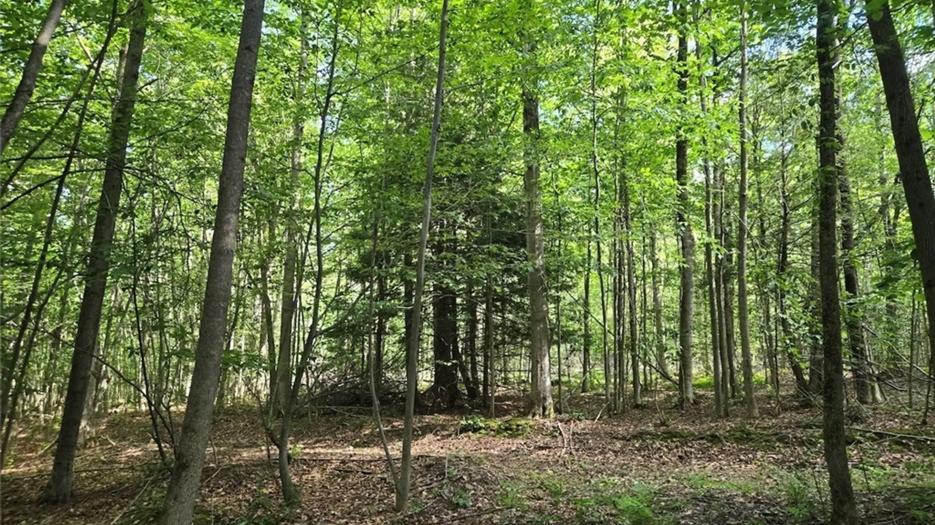 Property at 7988 Dowd Road, Pike, NY 14735 30
