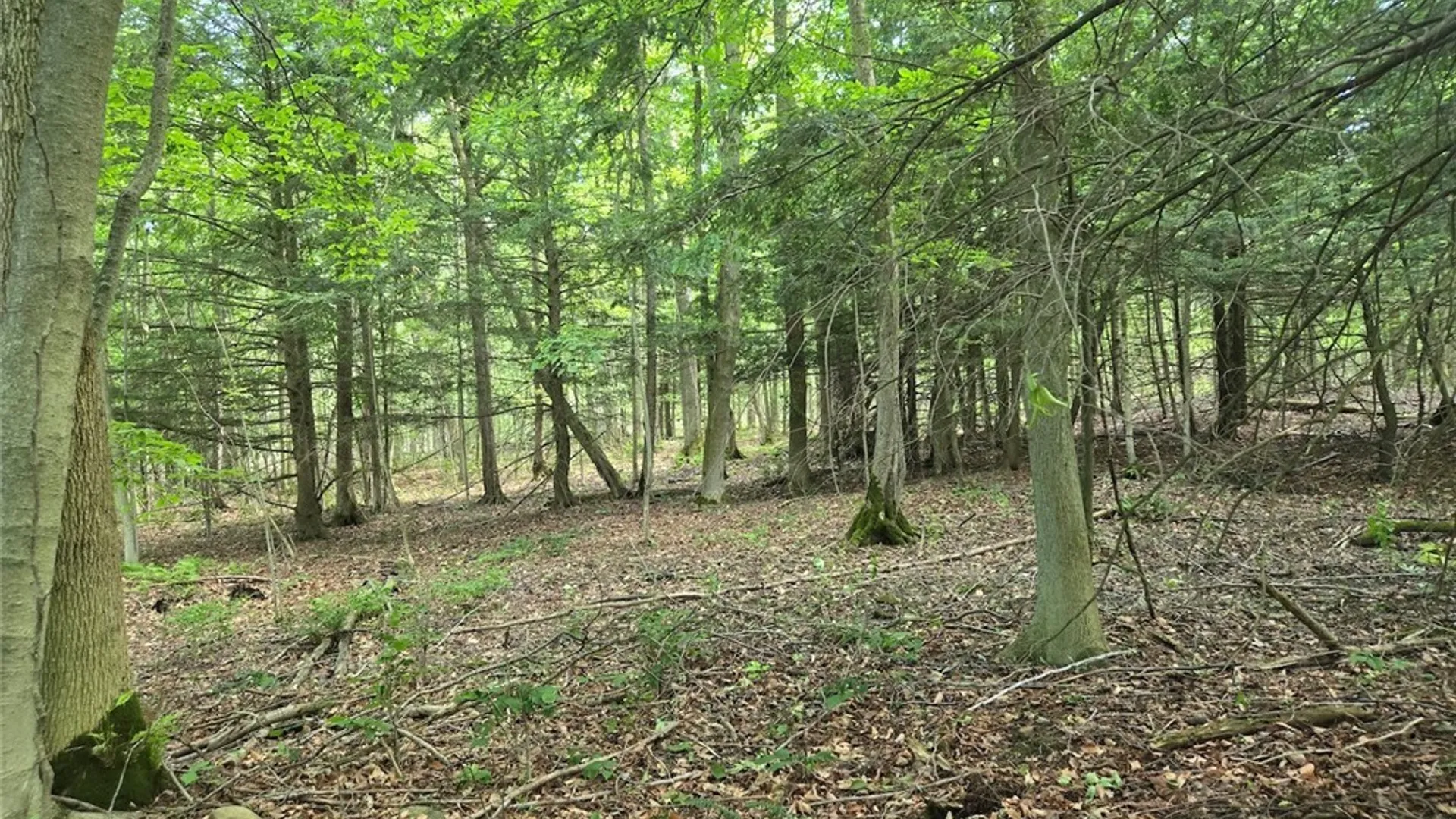 Property at 7988 Dowd Road, Pike, NY 14735 37