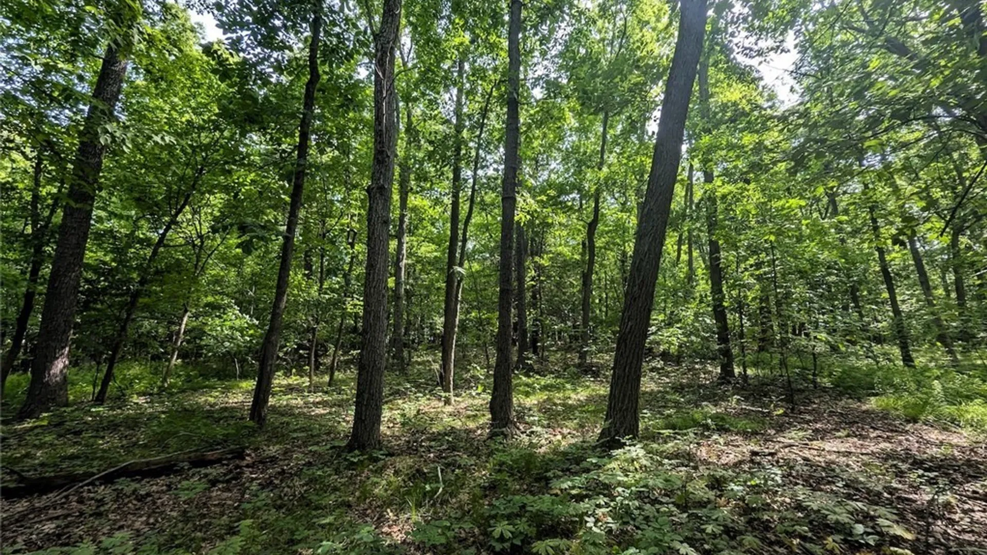 Property at Keifer Hollow Road, Dansville, NY 14437 21