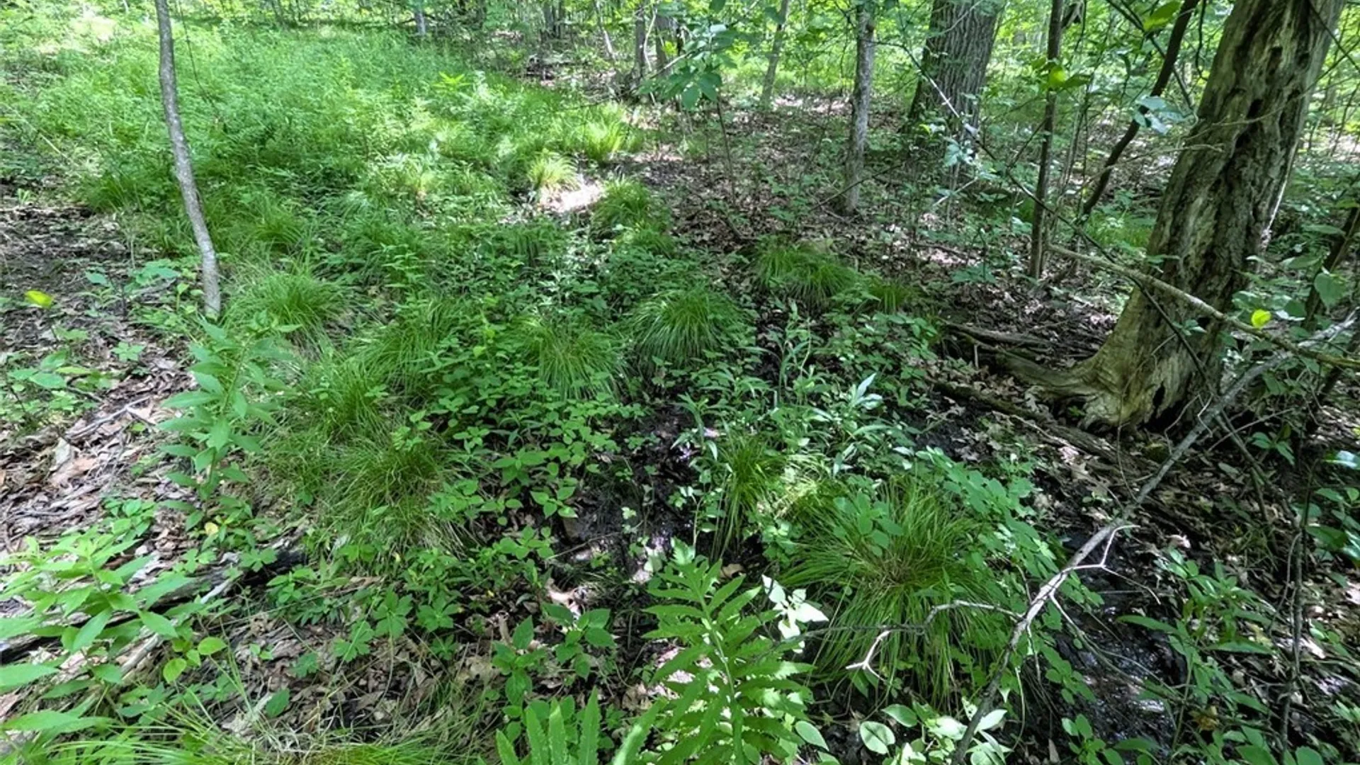 Property at Keifer Hollow Road, Dansville, NY 14437 26