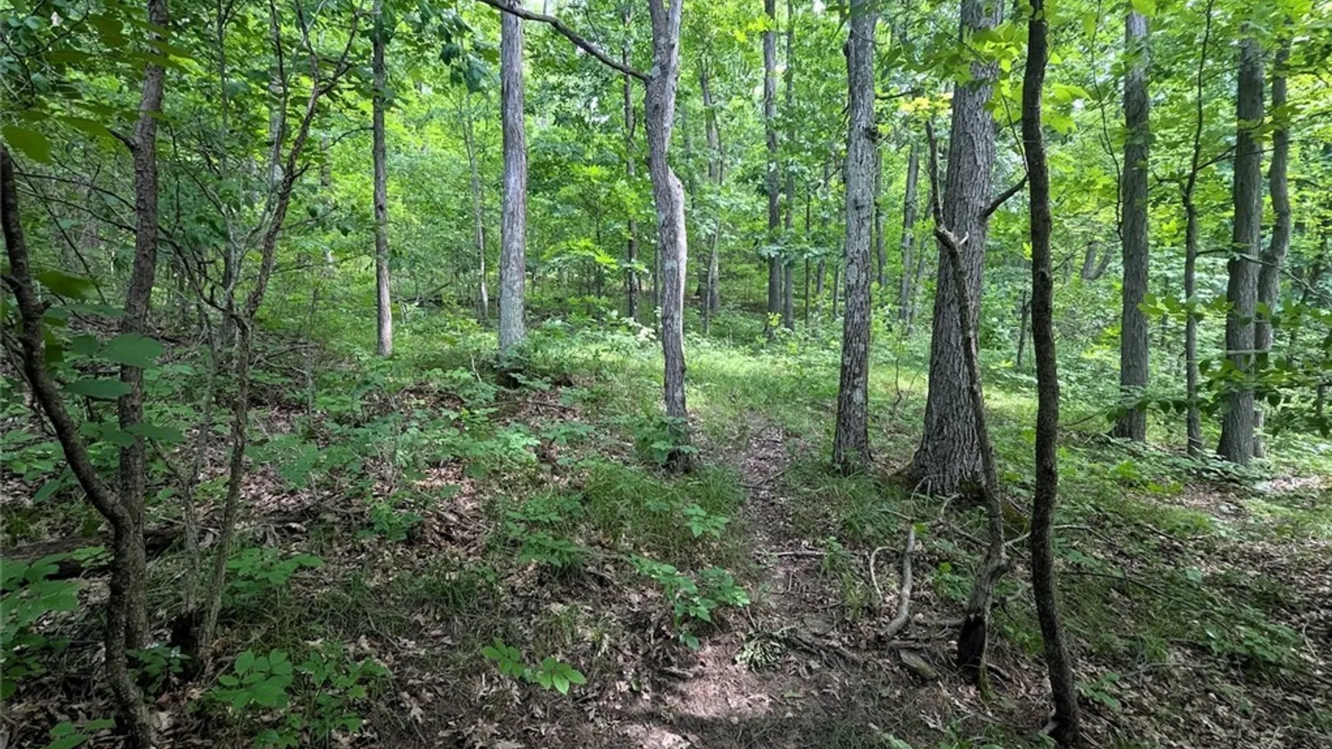 Property at Keifer Hollow Road, Dansville, NY 14437 7