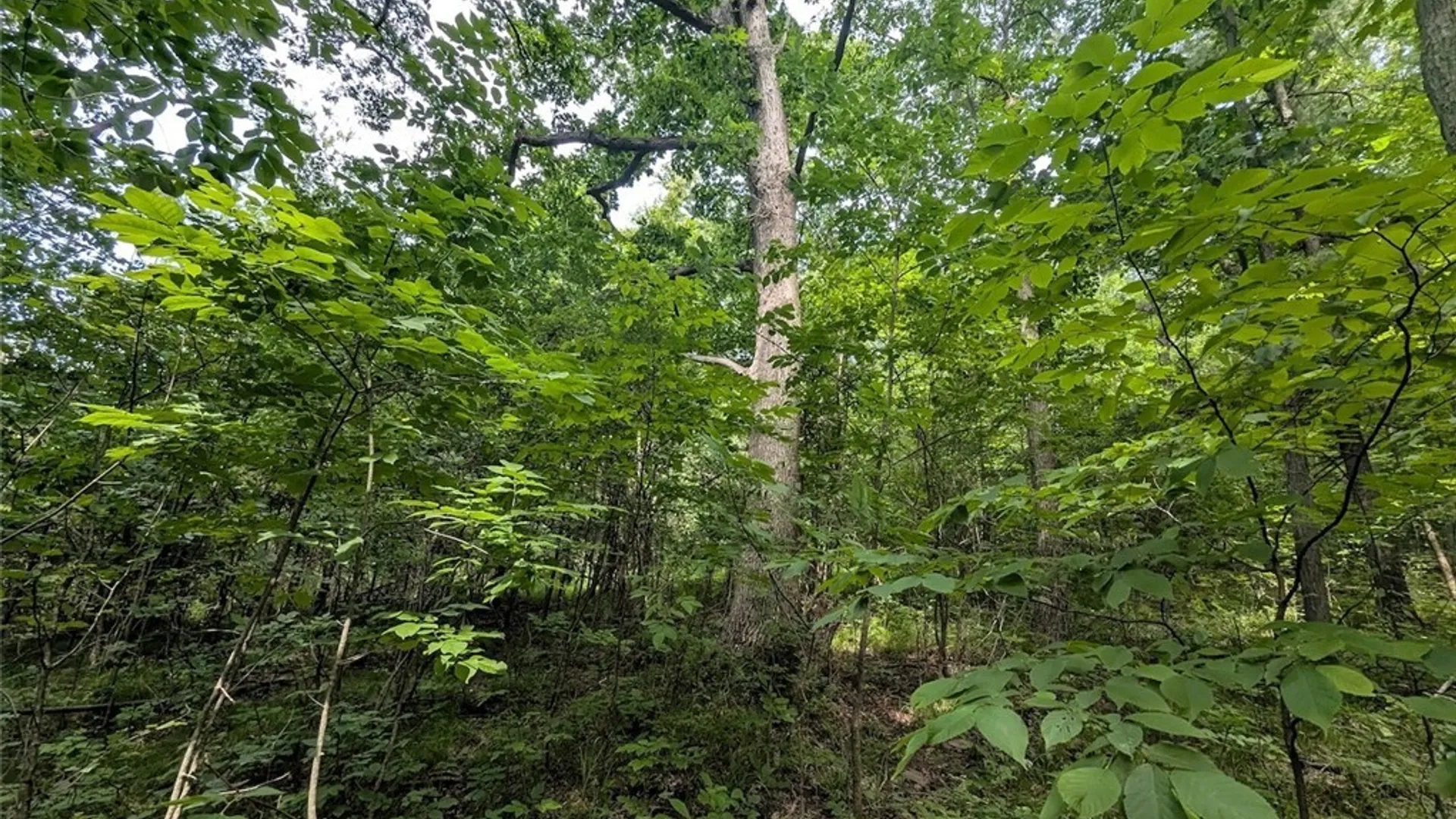 Property at Keifer Hollow Road, Dansville, NY 14437 8