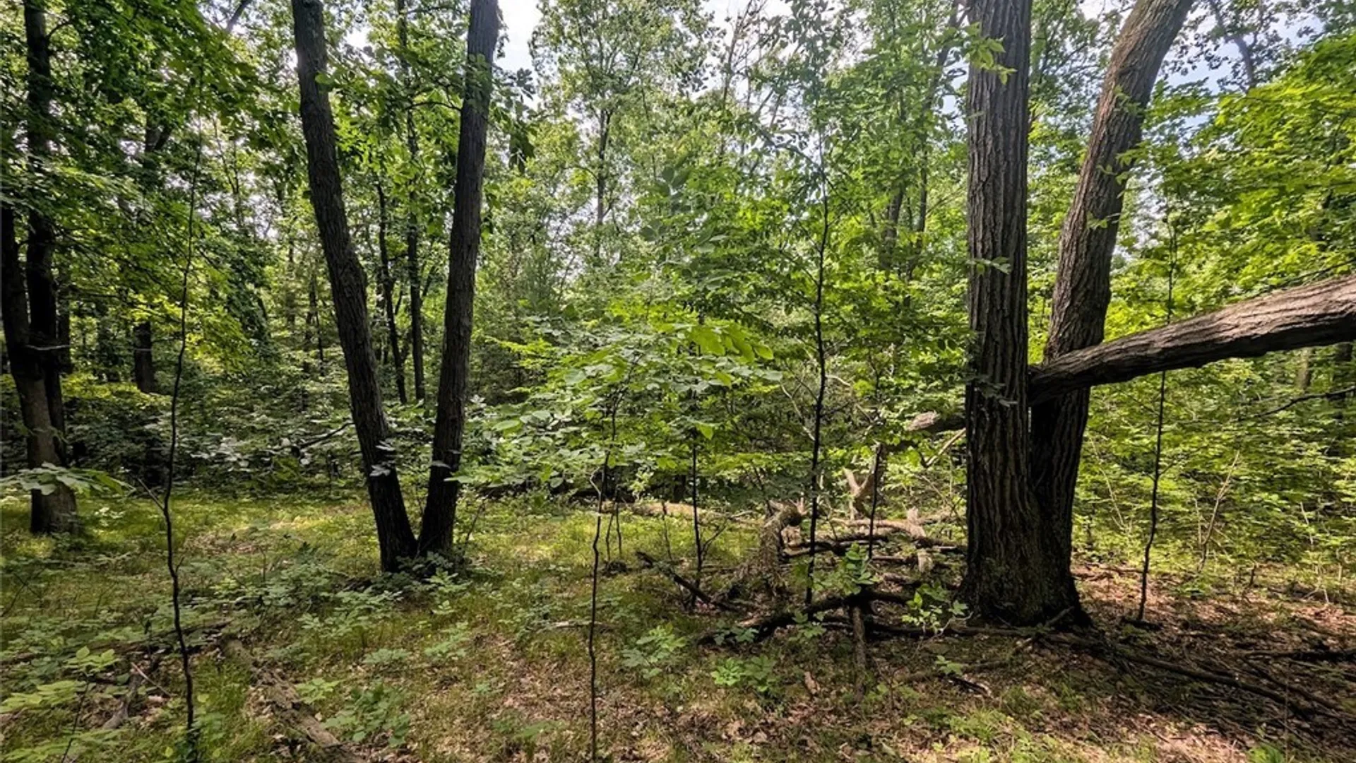 Property at Keifer Hollow Road, Dansville, NY 14437 9