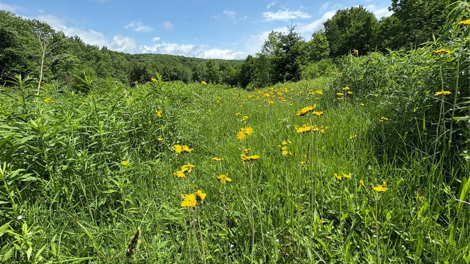 Property at Stage Road, Otselic, NY 13155 10