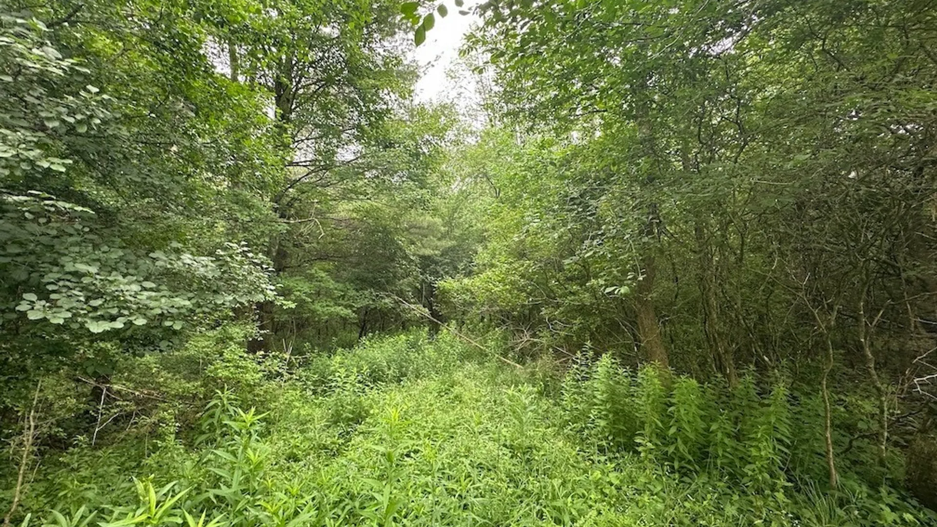 Property at Flat Iron Road, Granger, NY 14846 5