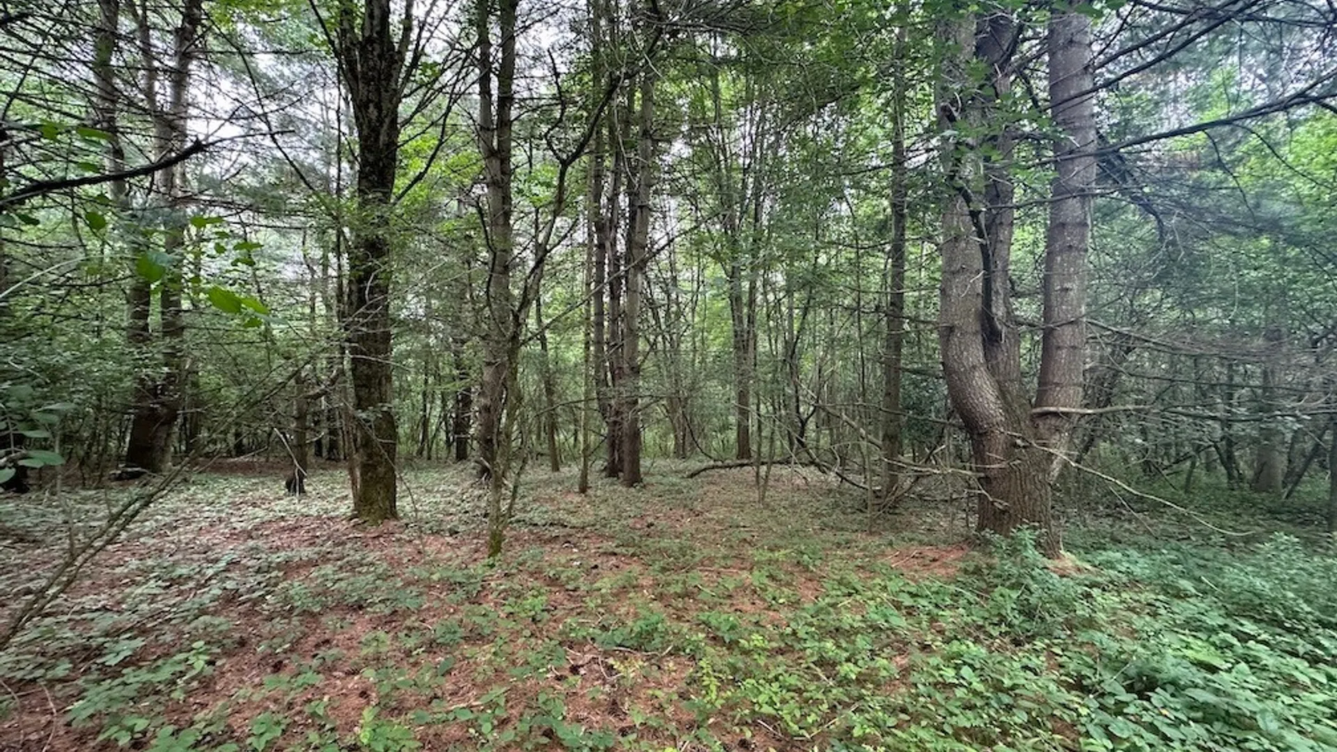 Property at Flat Iron Road, Granger, NY 14846 6