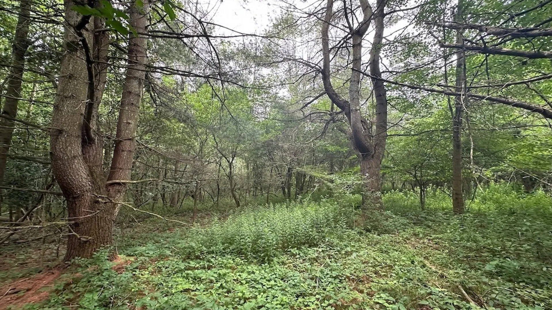 Property at Flat Iron Road, Granger, NY 14846 7