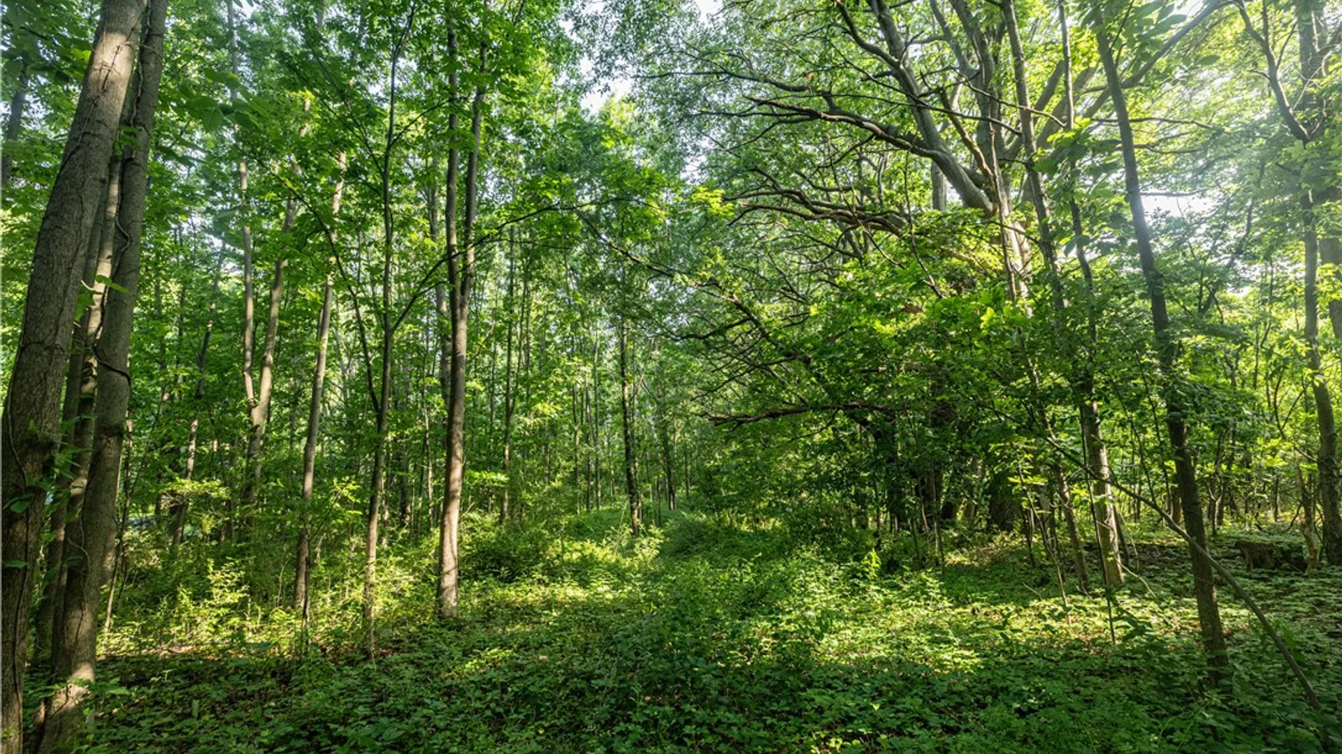 Property at 2120 Whitney Road, Perinton, NY 14450 6