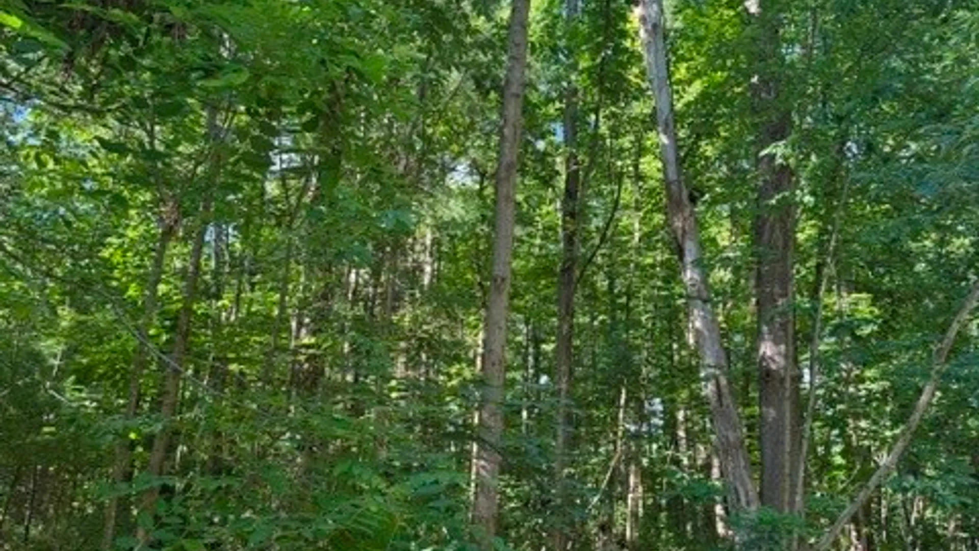 Property at 0 South Glenora Road, Starkey, NY 14837 2