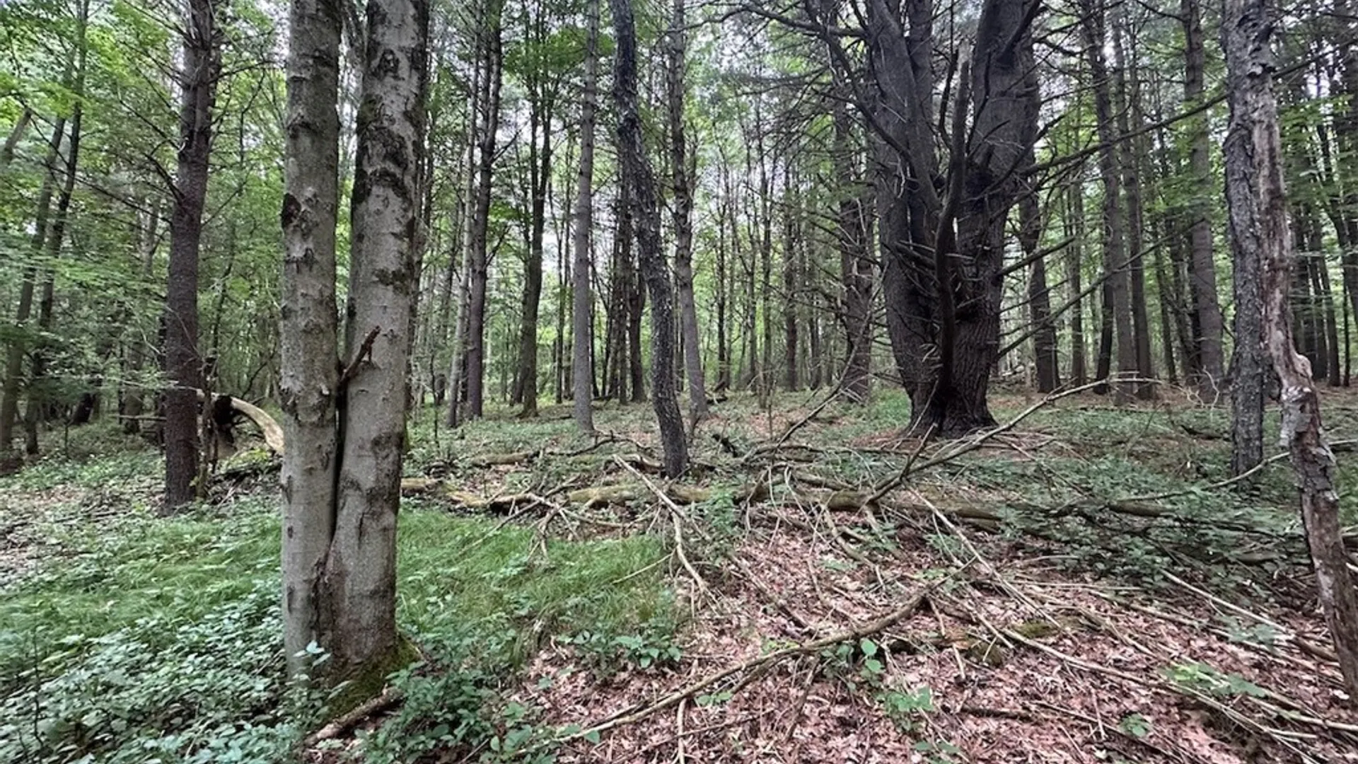 Property at Flat Iron Road, Granger, NY 14846 15