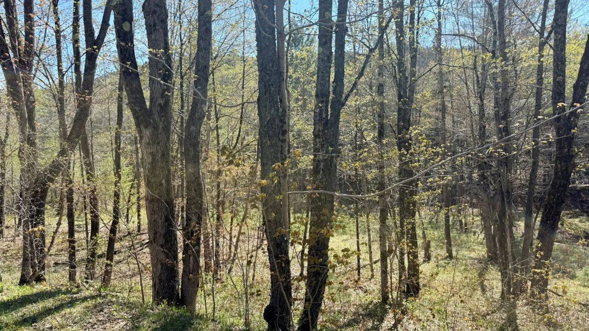 Property at Off Haskell Road, Piseco, NY 12139 2