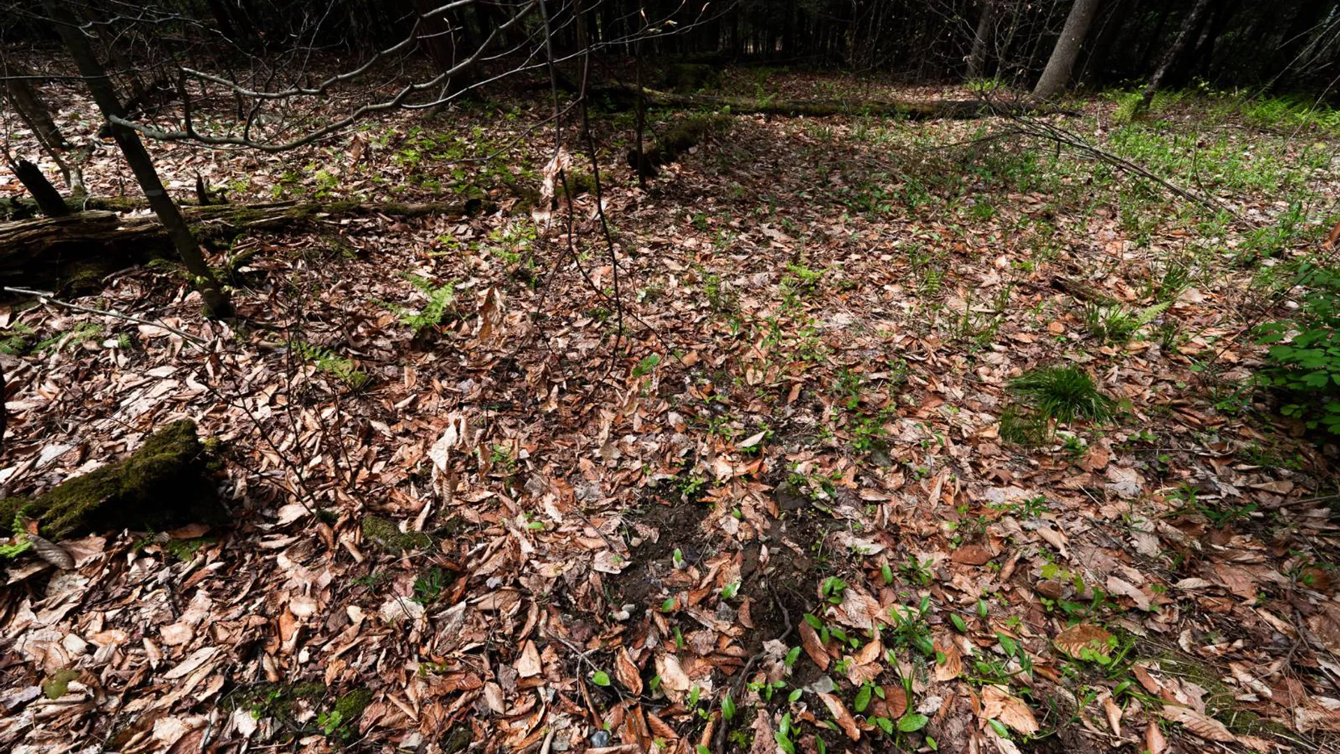 Property at 450 Long Road, East Berne, NY 12059 19