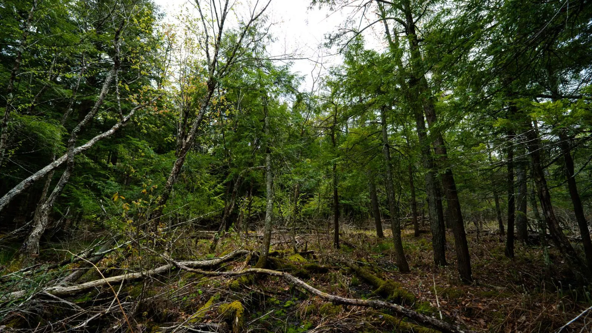 Property at 450 Long Road, East Berne, NY 12059 40