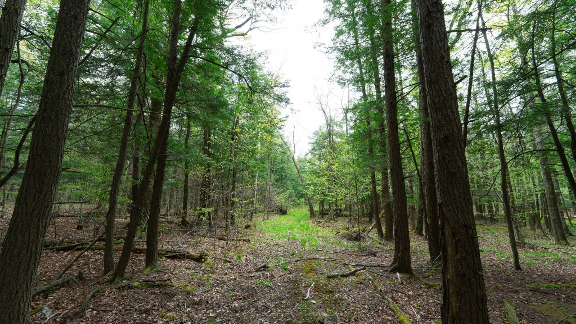 Property at 450 Long Road, East Berne, NY 12059 50