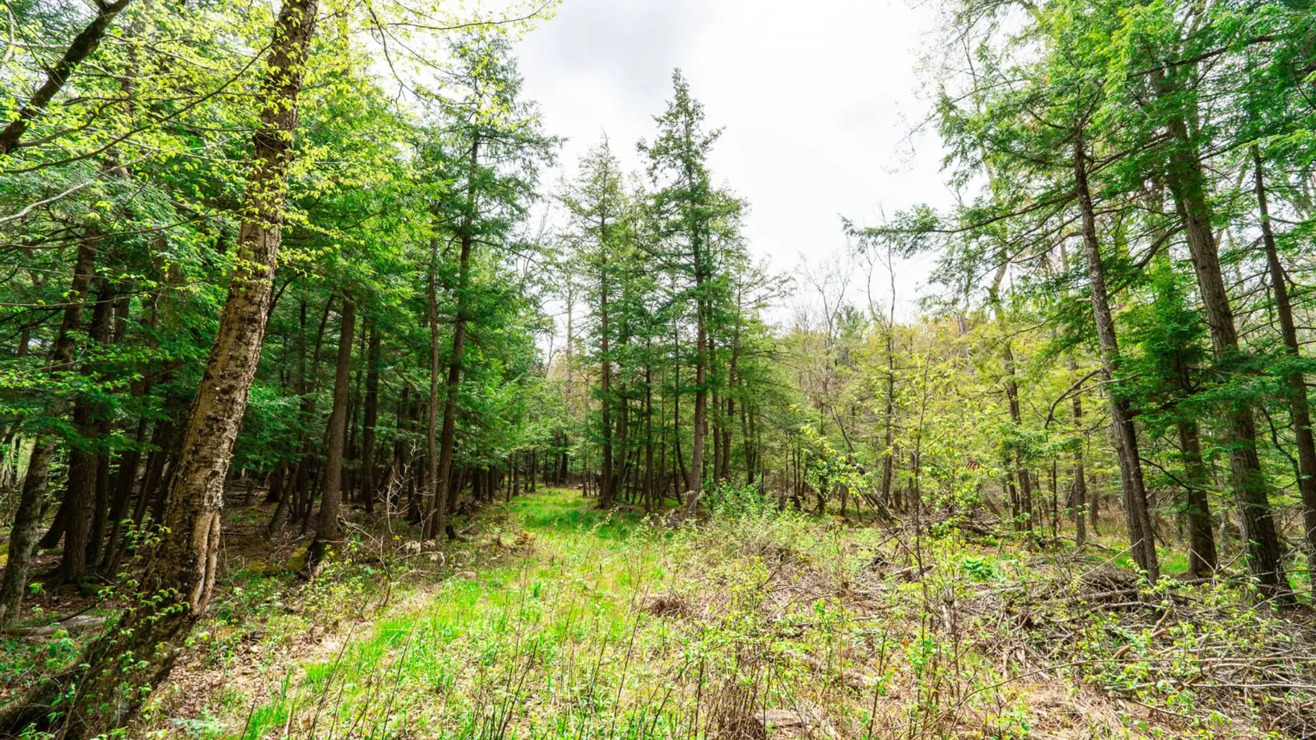 Property at 450 Long Road, East Berne, NY 12059 52