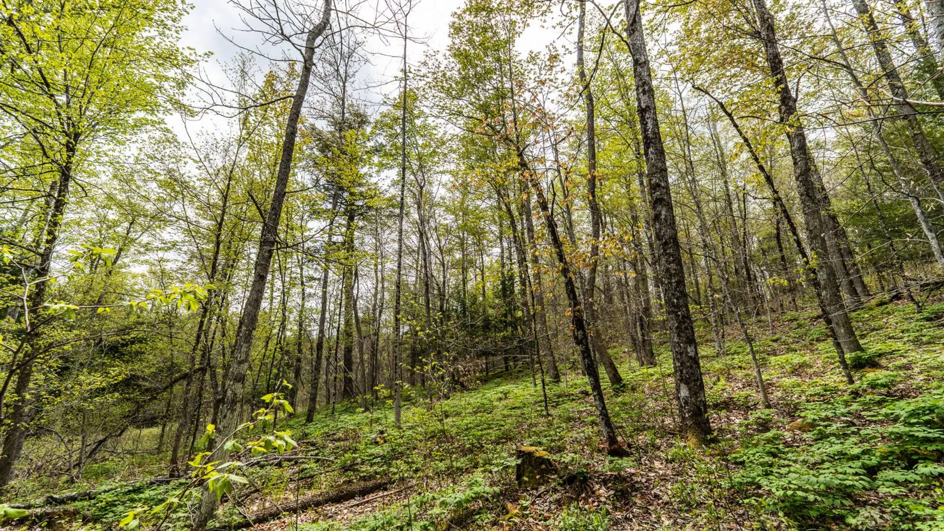 Property at 450 Long Road, East Berne, NY 12059 56
