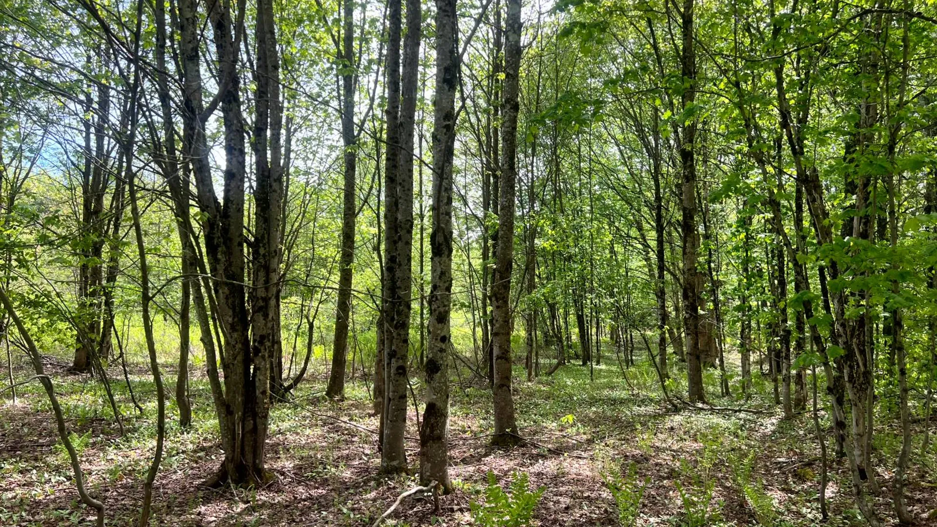Property at Lot 3 Creek Road, Annsville, NY 13471 2