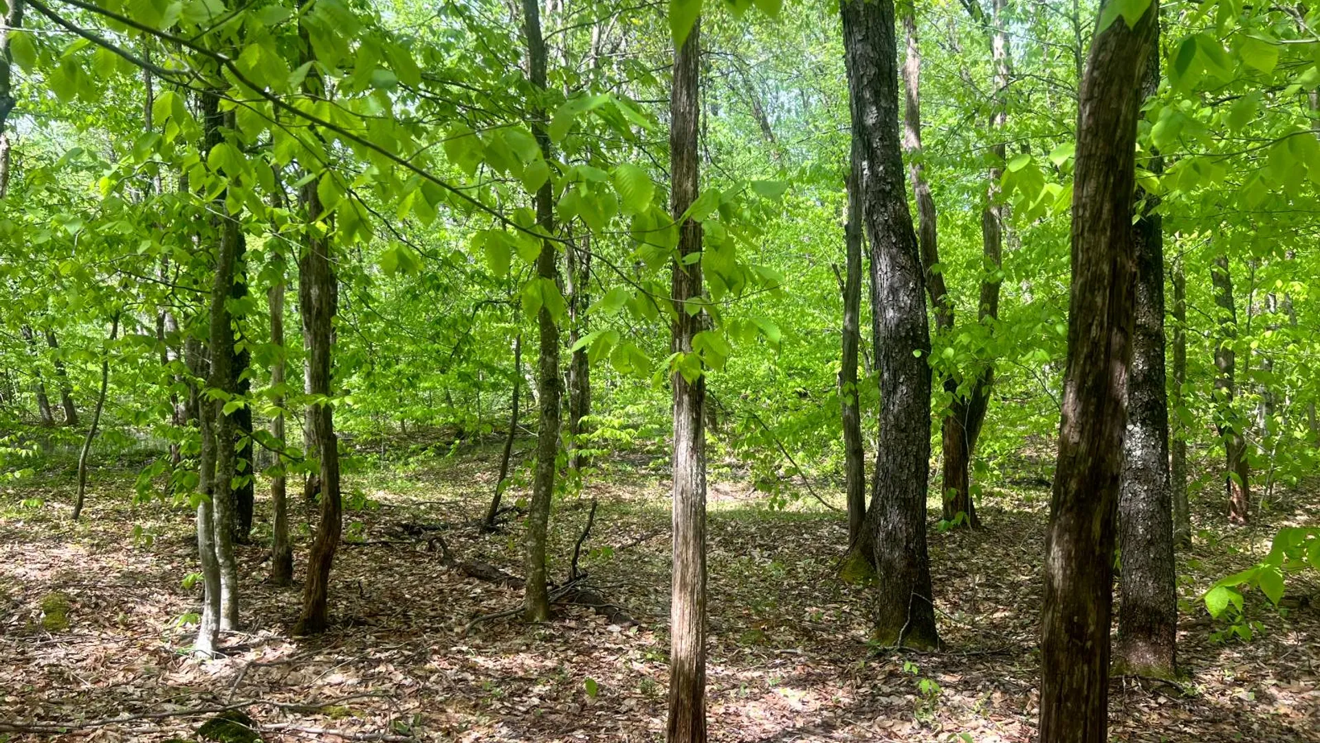 Property at Lot 3 Creek Road, Annsville, NY 13471 20
