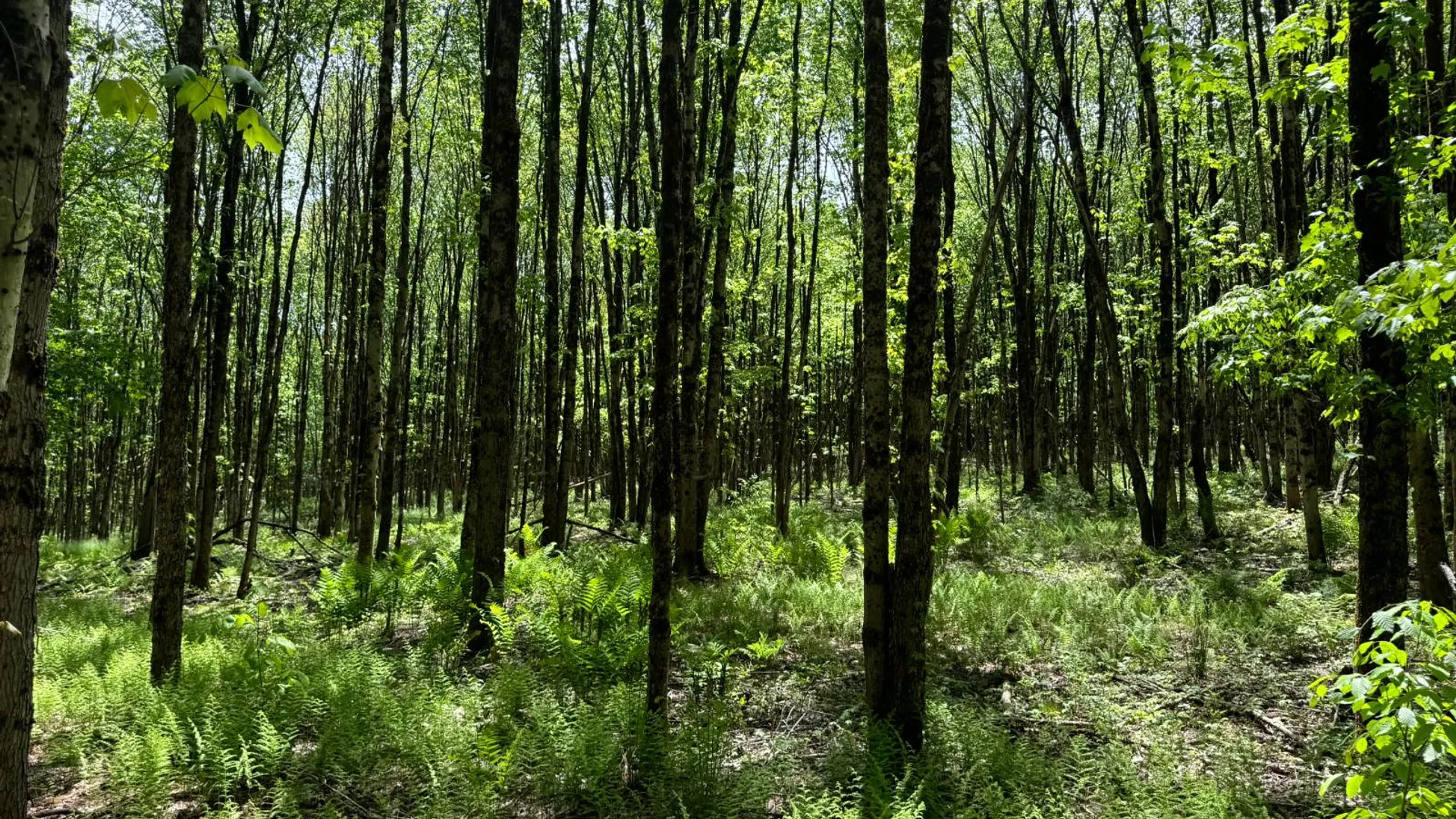 Property at 1.3 Elwood Rd., Vienna, NY 13042 5