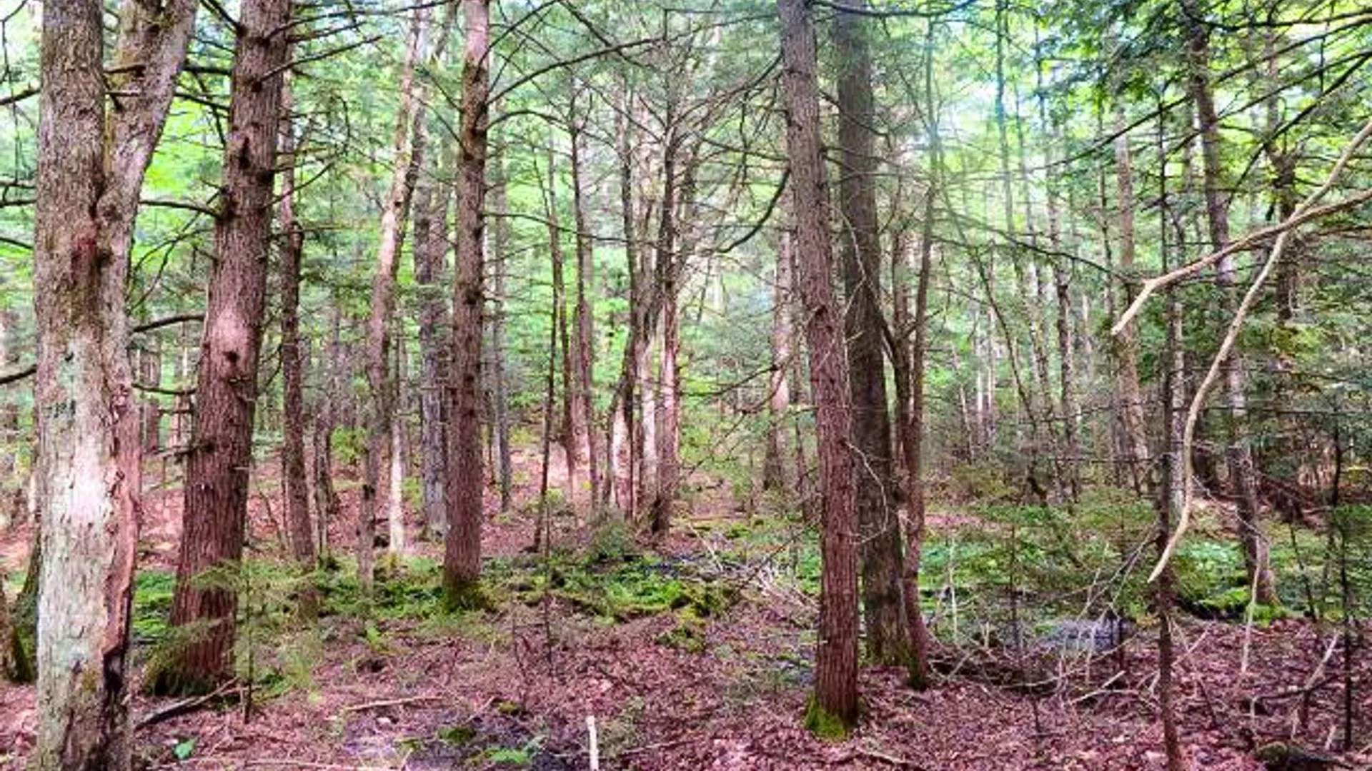 Property at 680 Lily Lake Rd, Bleecker, NY 12078 2