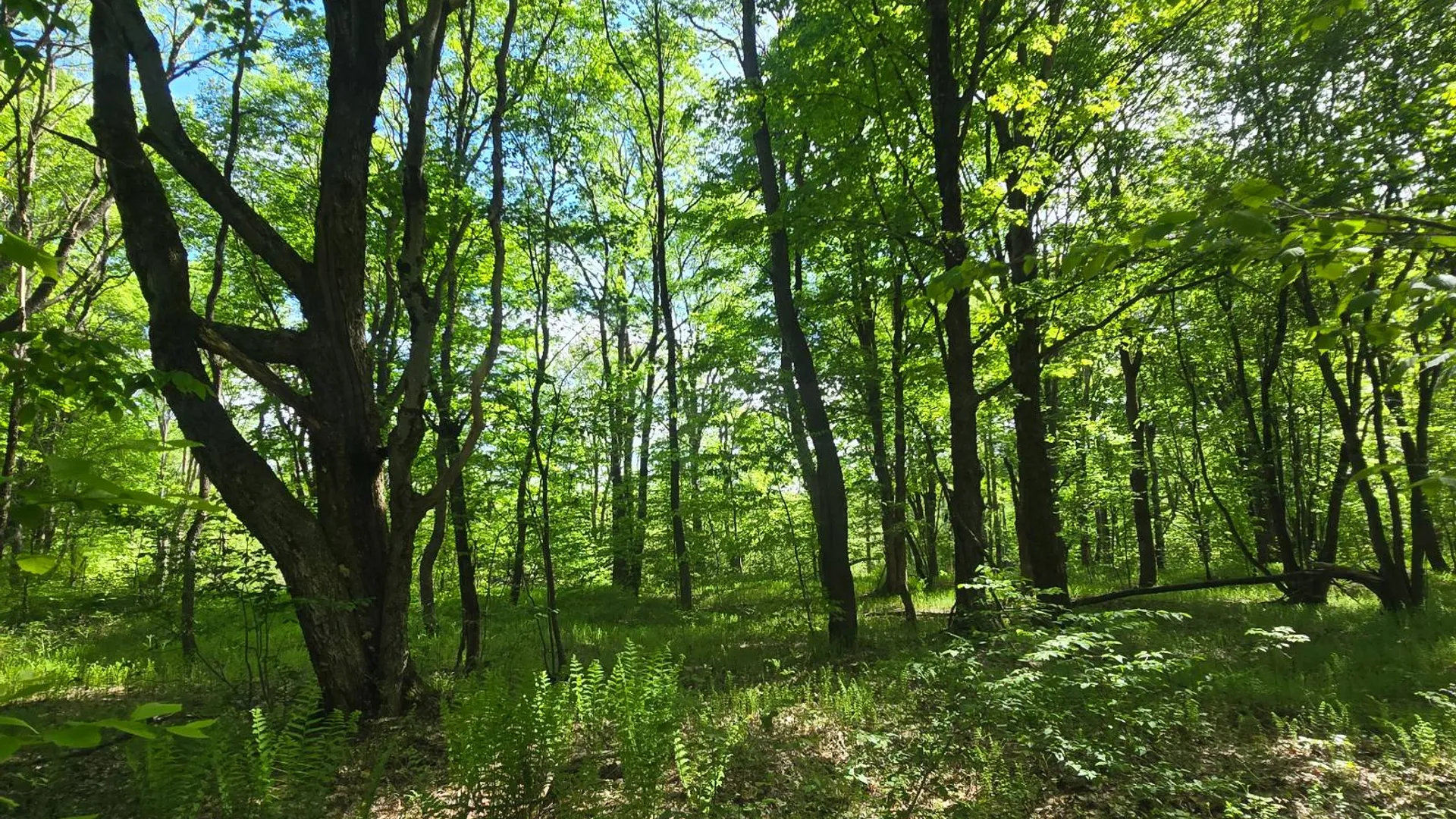 Property at 00 County Route 95, Lorraine, NY 13659 14