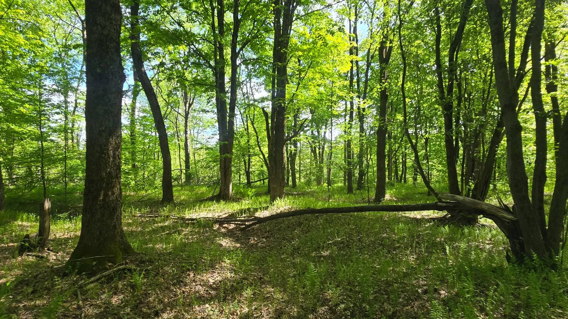 Property at 00 County Route 95, Lorraine, NY 13659 3