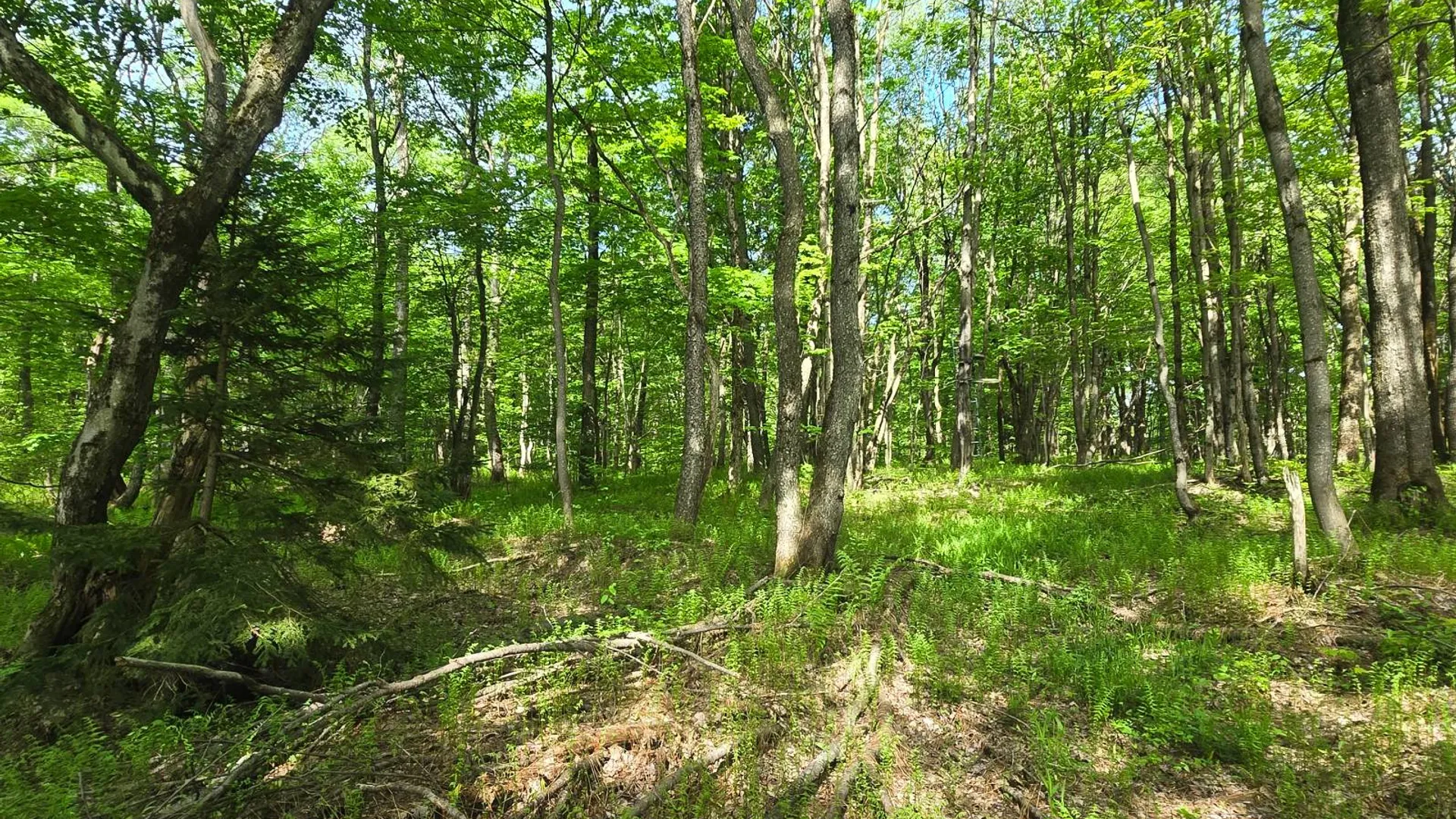 Property at 00 County Route 95, Lorraine, NY 13659 9
