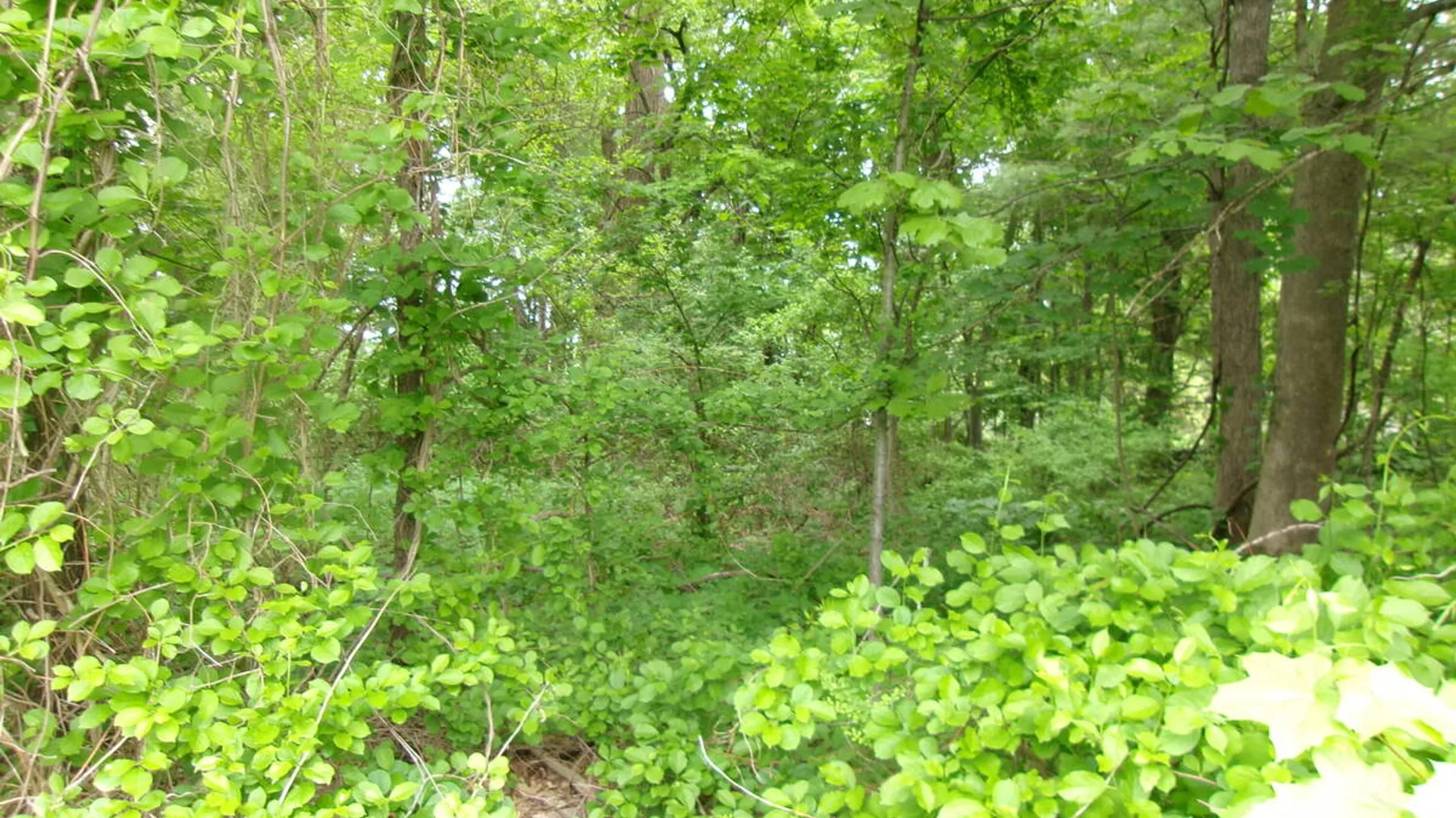 Property at 13 Pinecrest Drive, Niskayuna, NY 12309 5