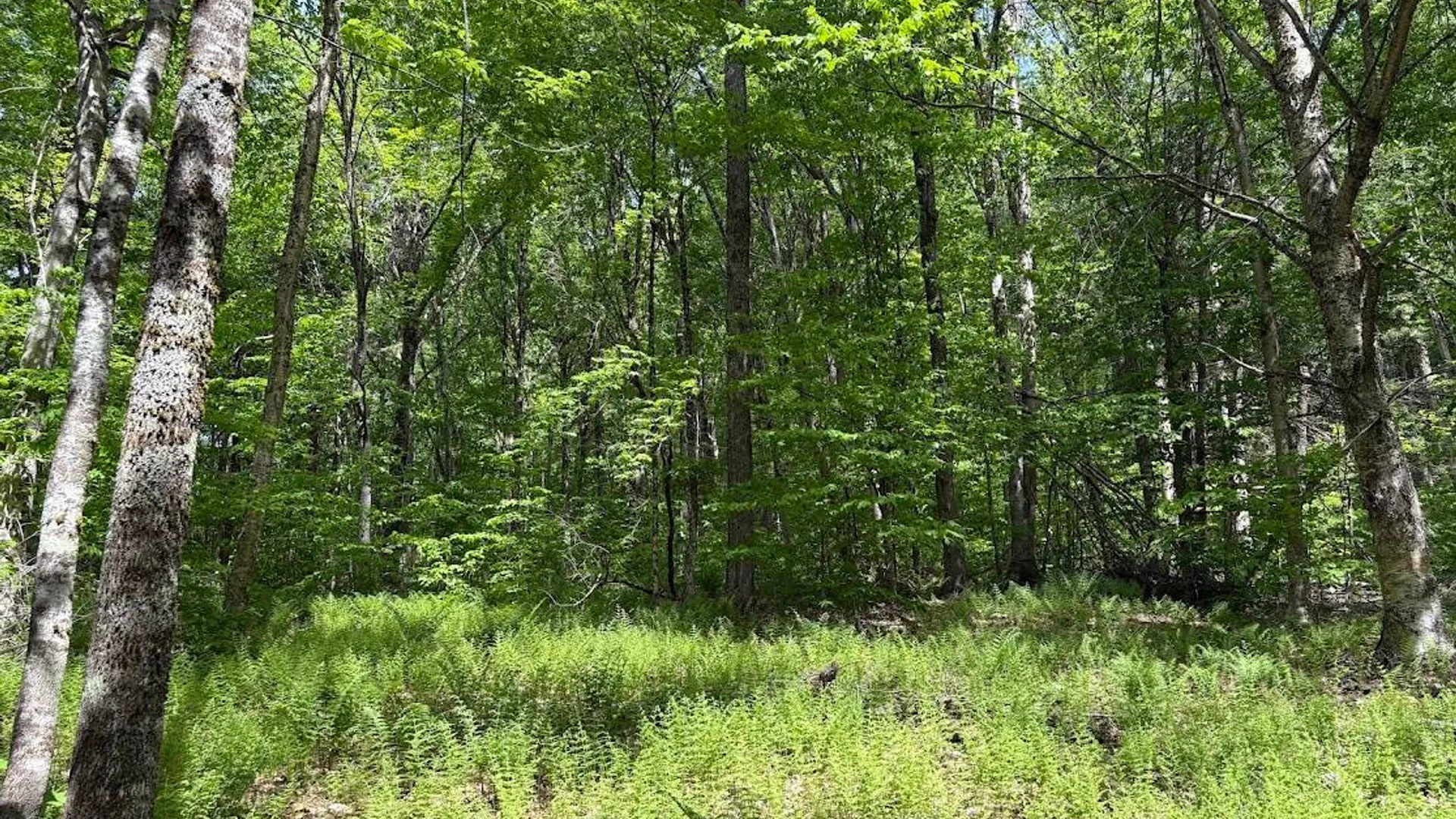 Property at 0 Rt 29, Salisbury Center, NY 13365 7