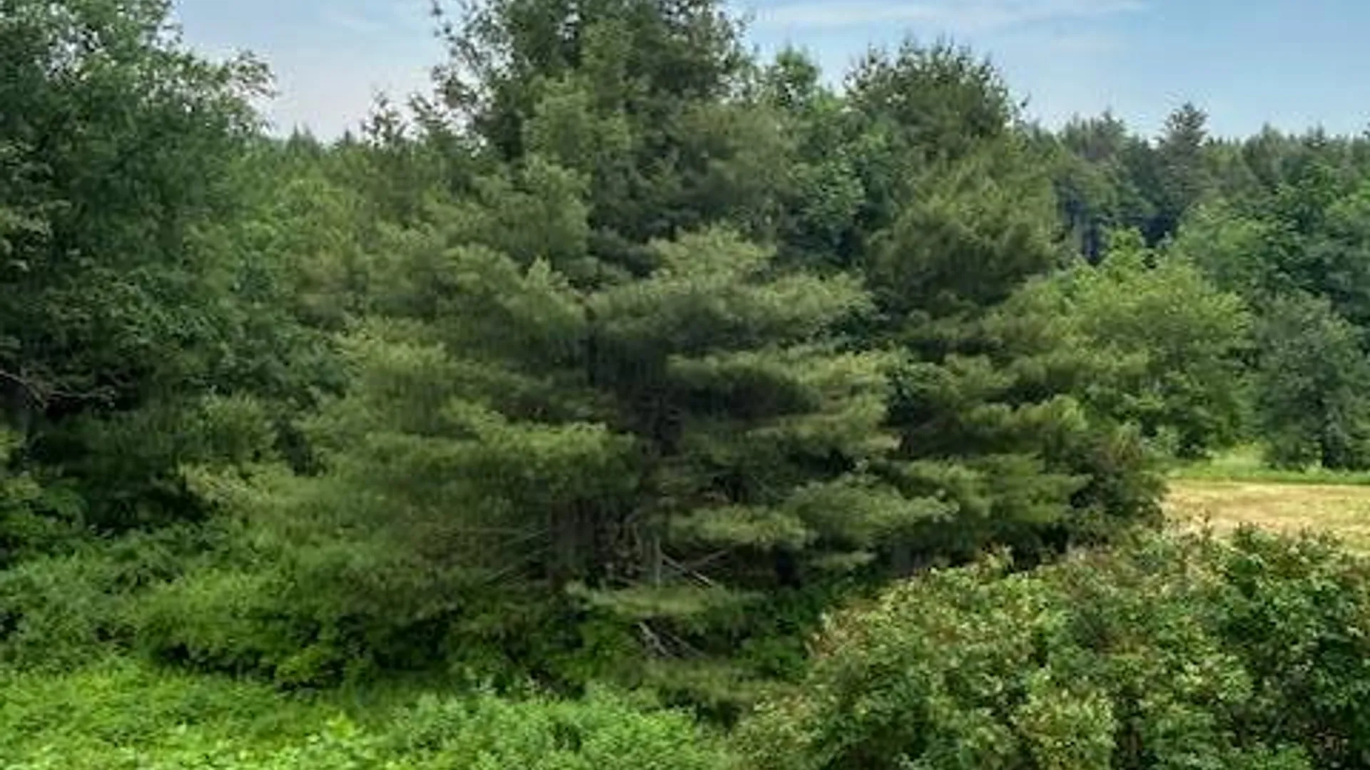 Property at 1266 Rt. 23C, East Jewett, NY 12424 21