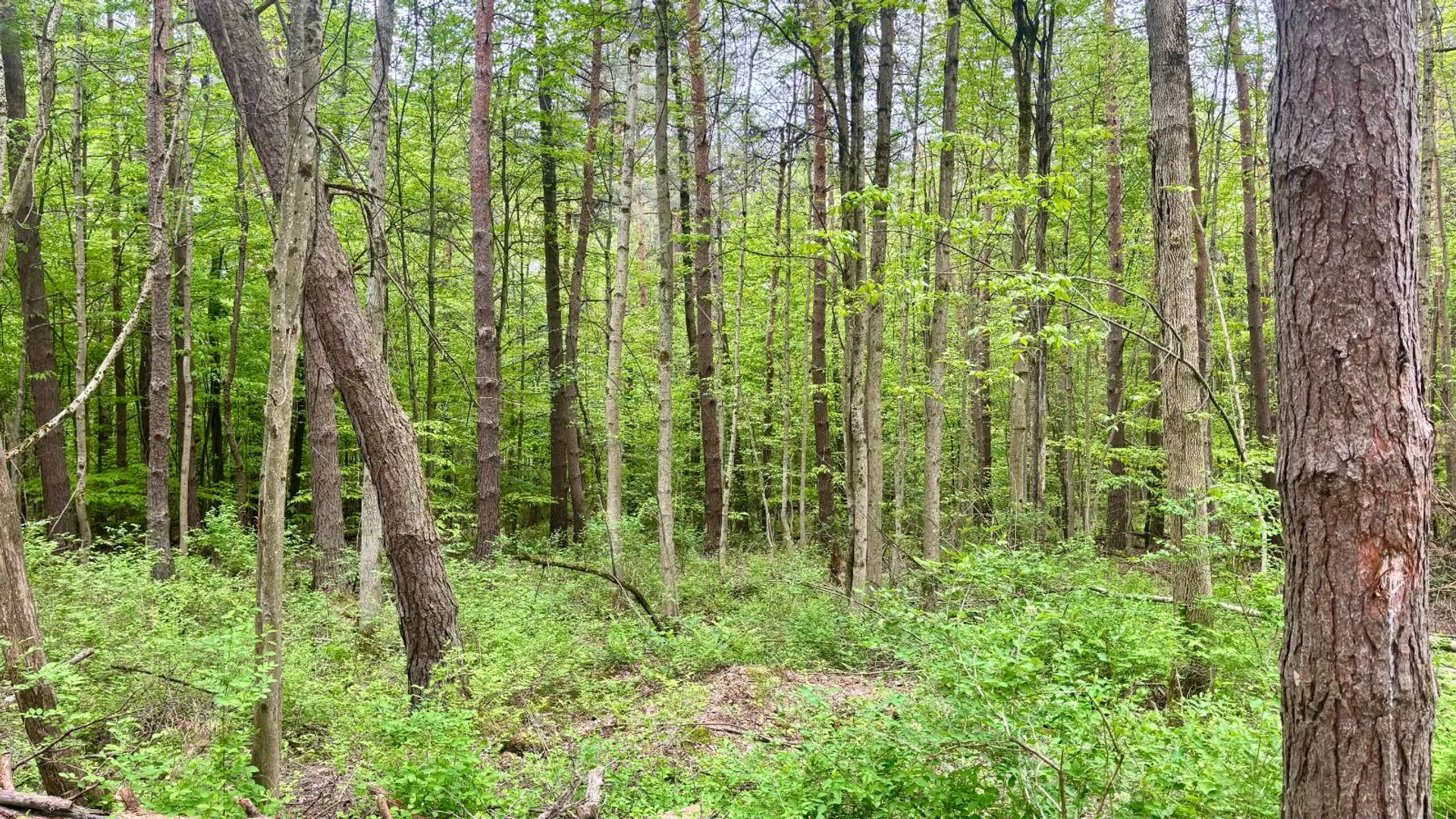 Property at L14 East Hill Rd, Franklinville, NY 14737 17