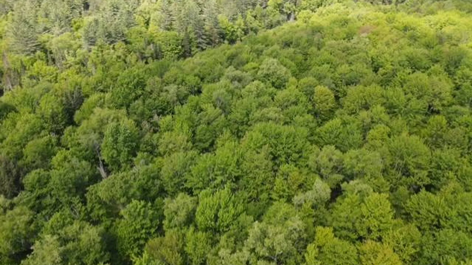 Property at 0 Abbey Rd, Greig, NY 13312 8