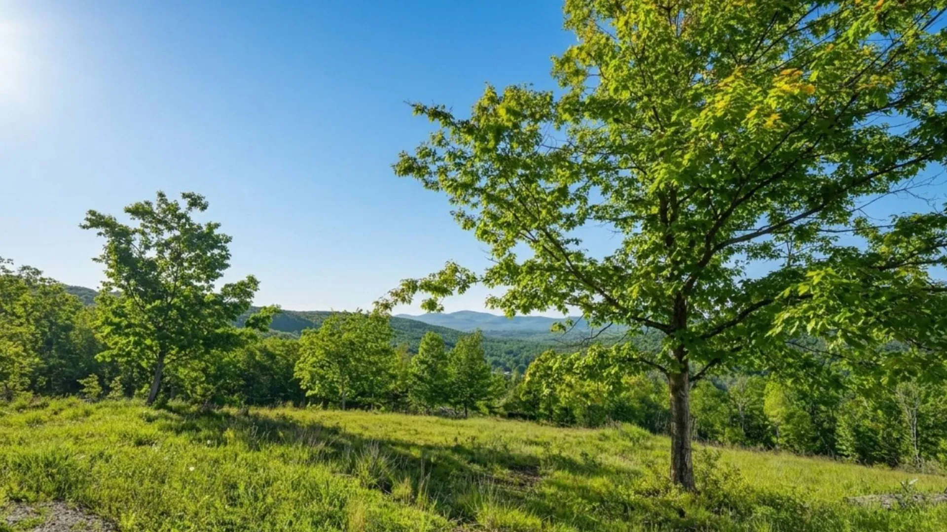 Property at L10.10 Cheese Hill Rd, Rensselaerville, NY 12469 45