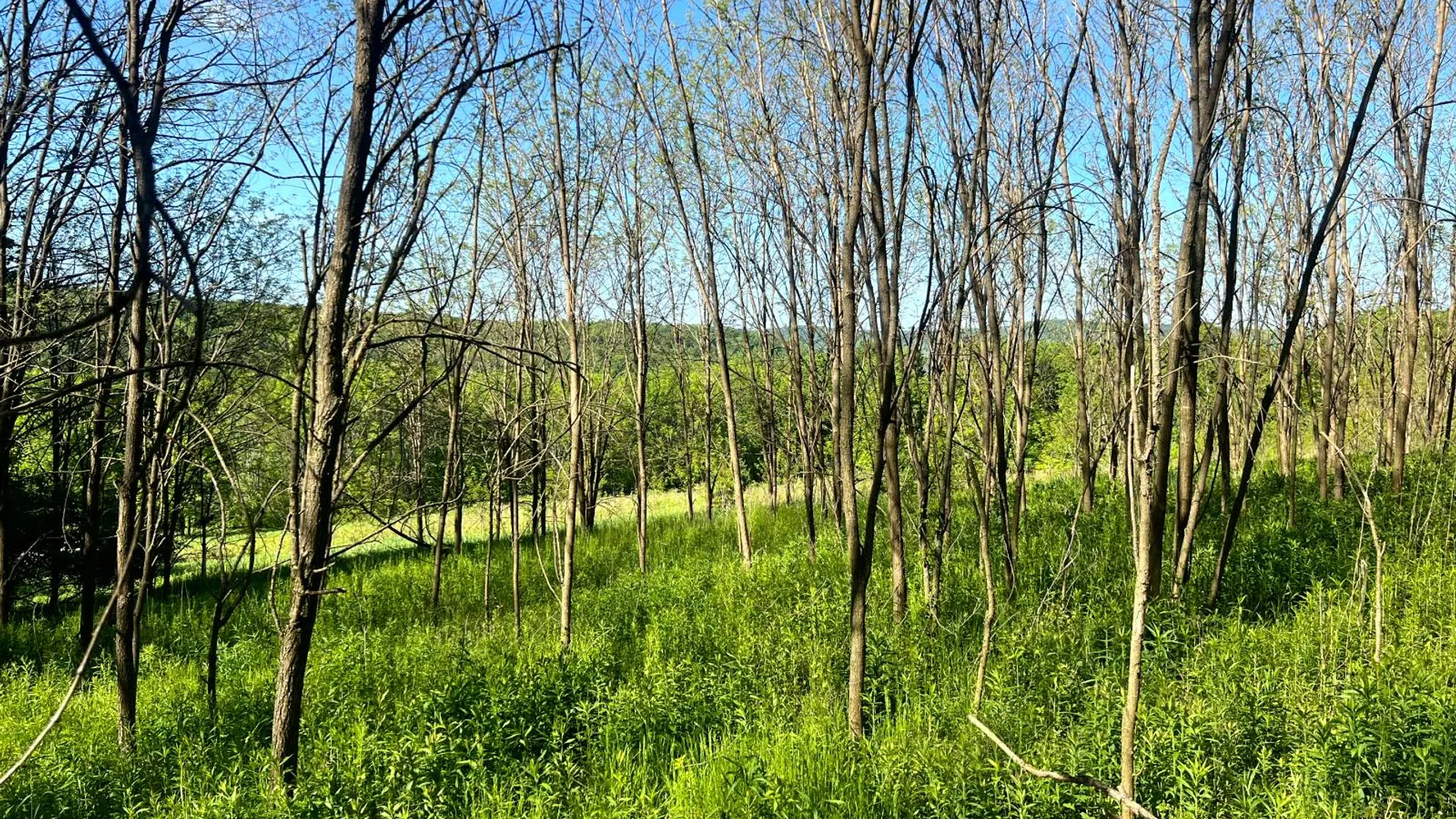 Property at Lot 3 Mooretown Road, Pittsfield, NY 13411 10