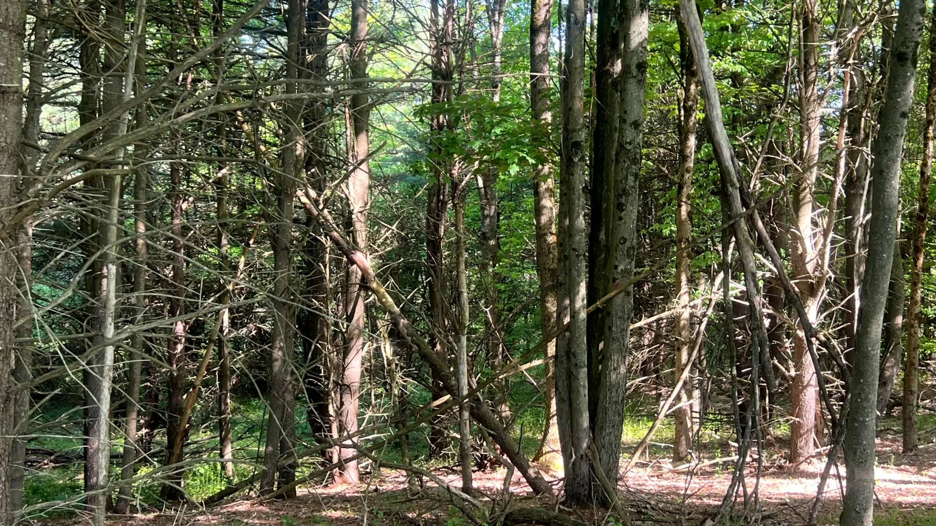 Property at Lot 3 Mooretown Road, Pittsfield, NY 13411 12