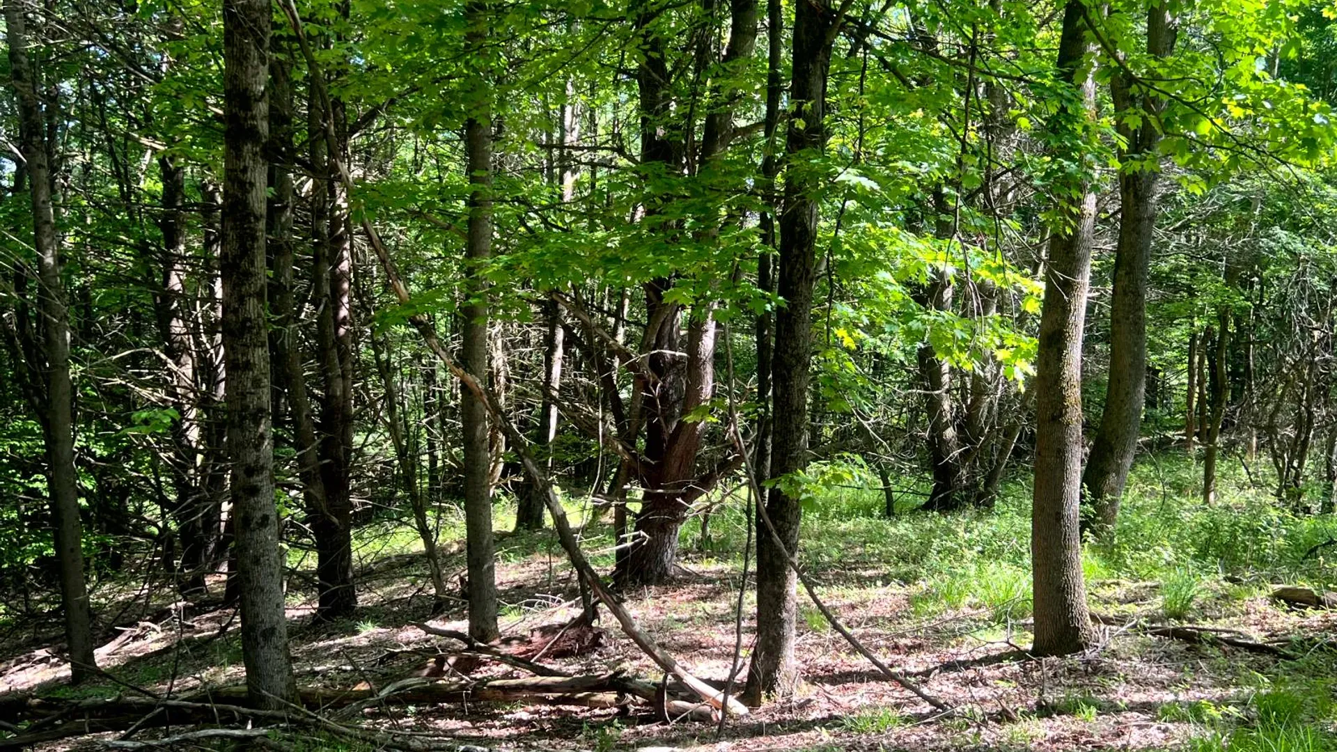 Property at Lot 3 Mooretown Road, Pittsfield, NY 13411 13